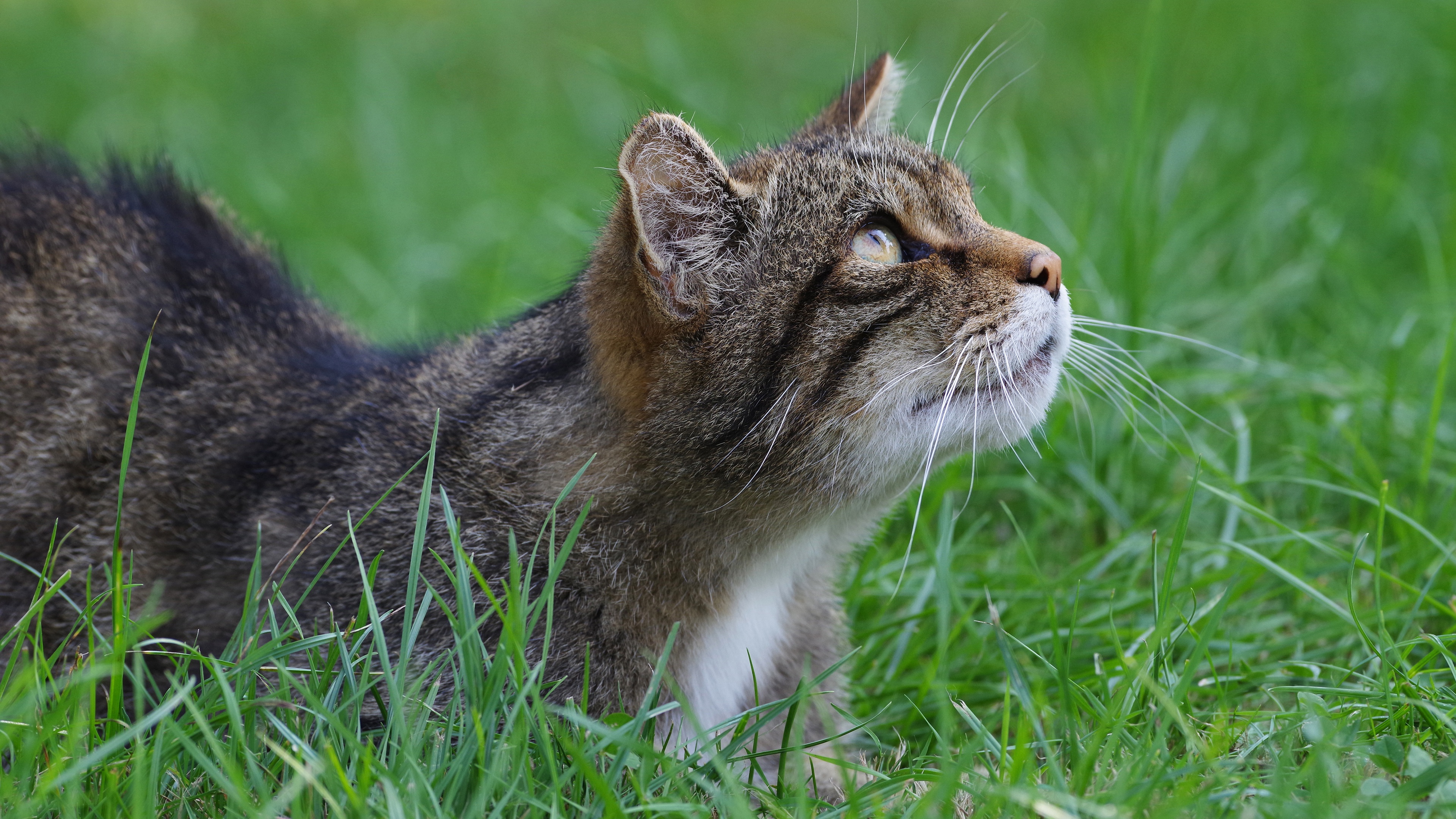 無料モバイル壁紙動物, ネコ, 猫をダウンロードします。