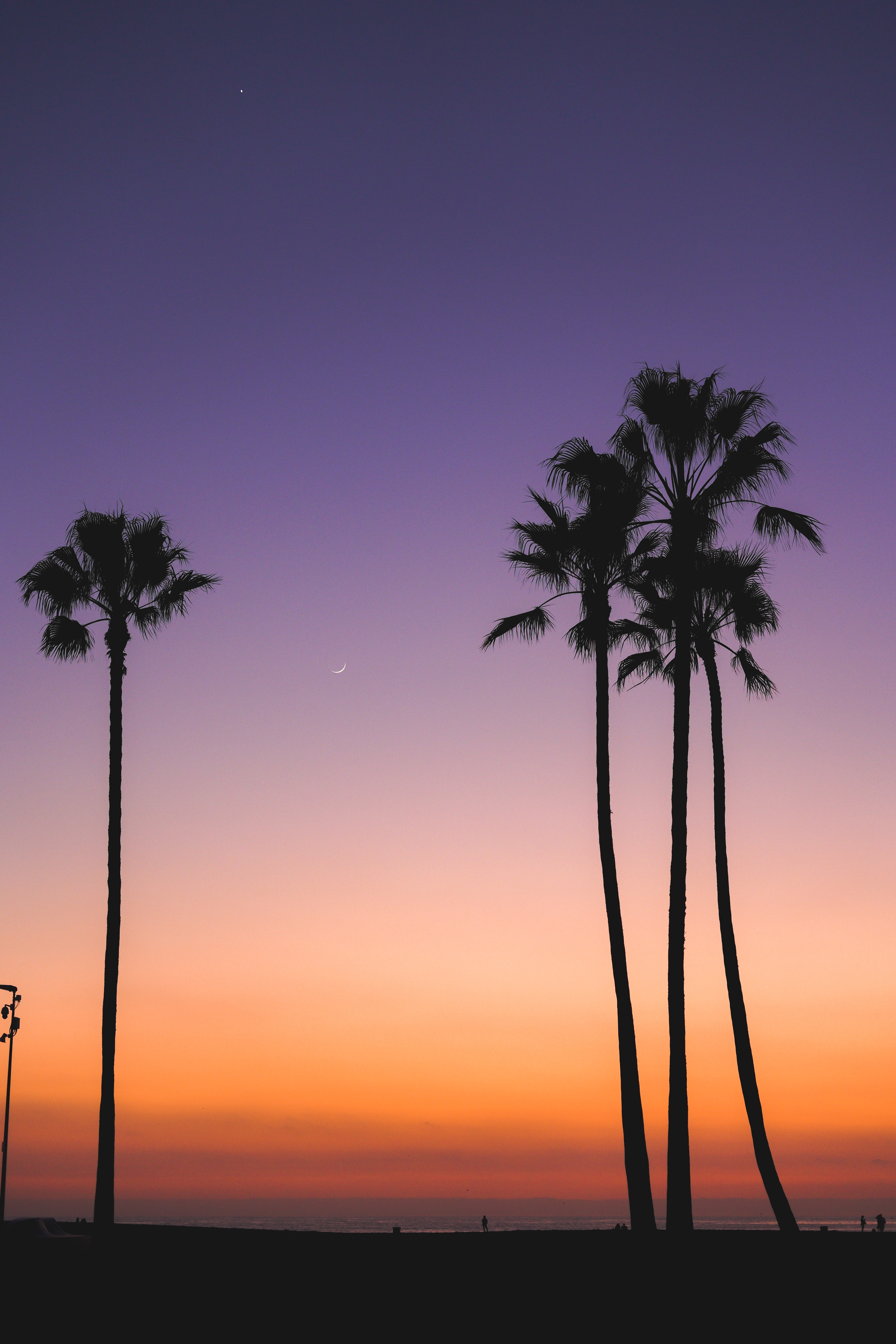 Download background twilight, nature, beach, palms, dusk, evening, tropics