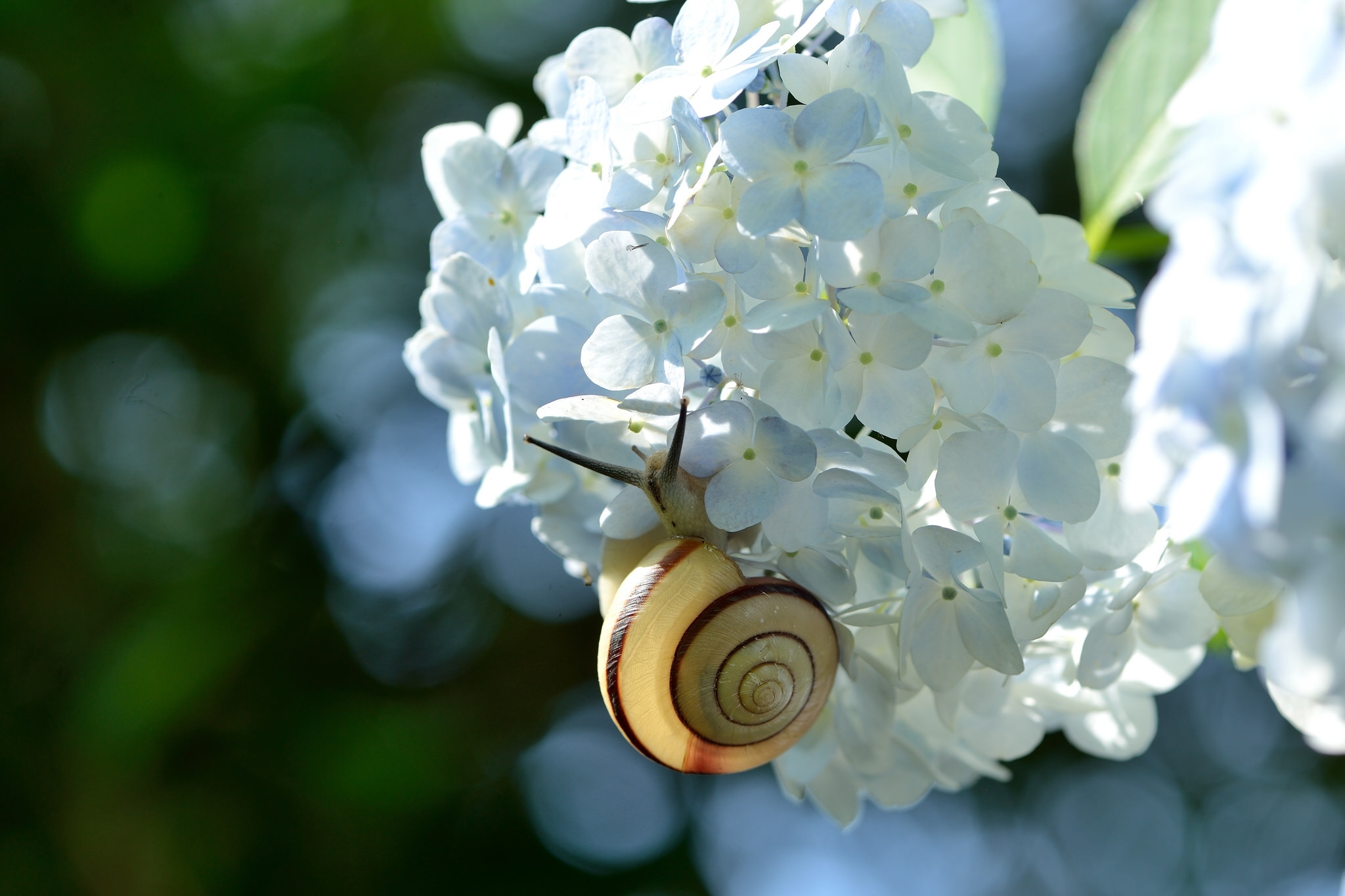 Download mobile wallpaper Flower, Blur, Close Up, Animal, Snail, Hydrangea, White Flower for free.