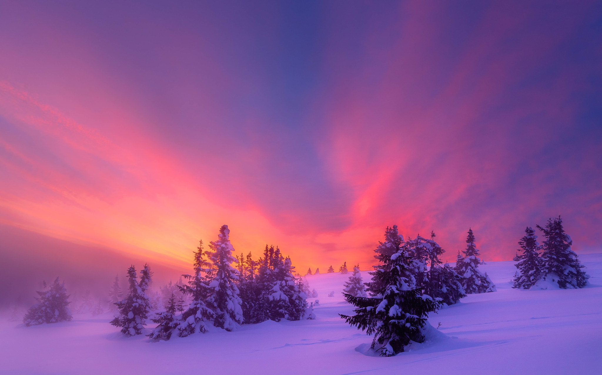 Téléchargez gratuitement l'image Hiver, Arbre, Ciel, Terre/nature, Neiger, Lever De Soleil sur le bureau de votre PC