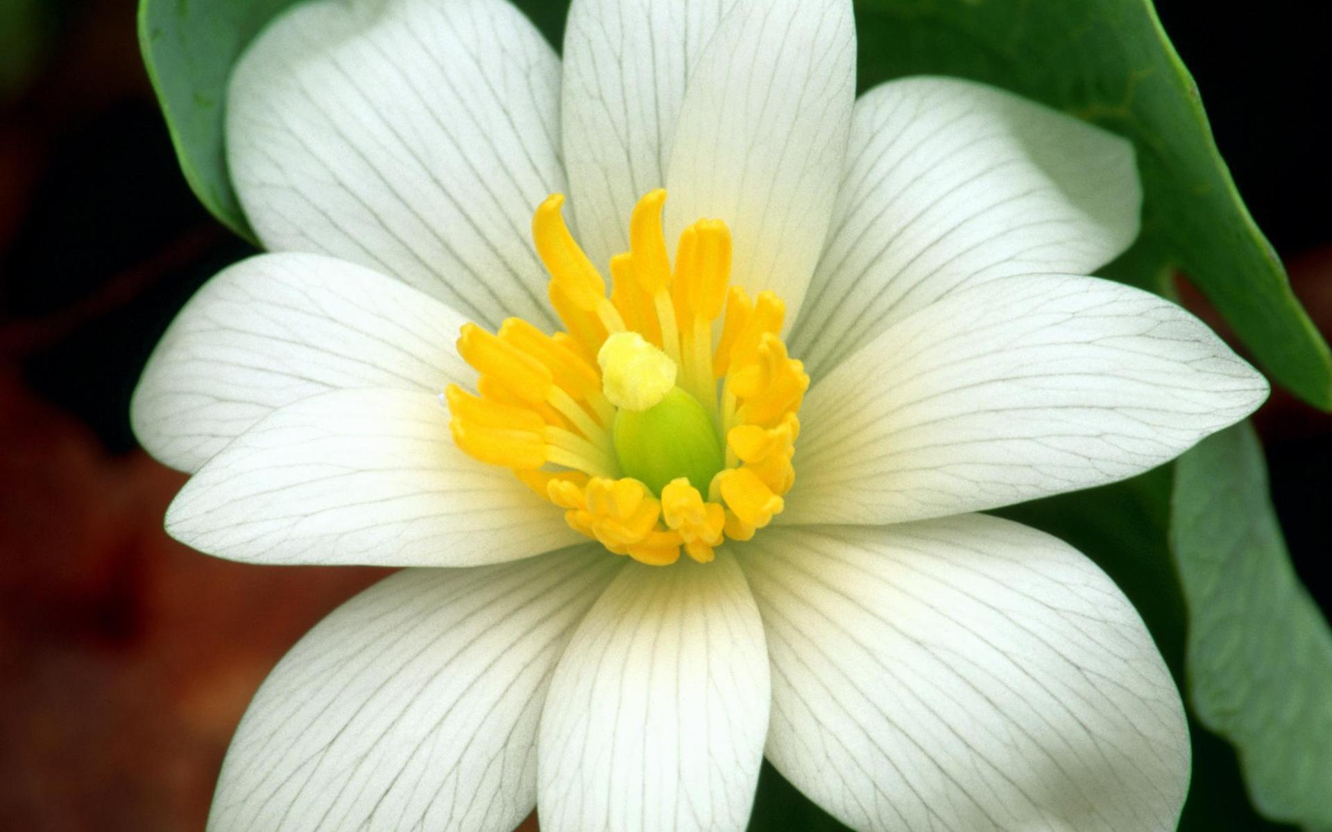 Téléchargez des papiers peints mobile Fleur, Terre/nature gratuitement.