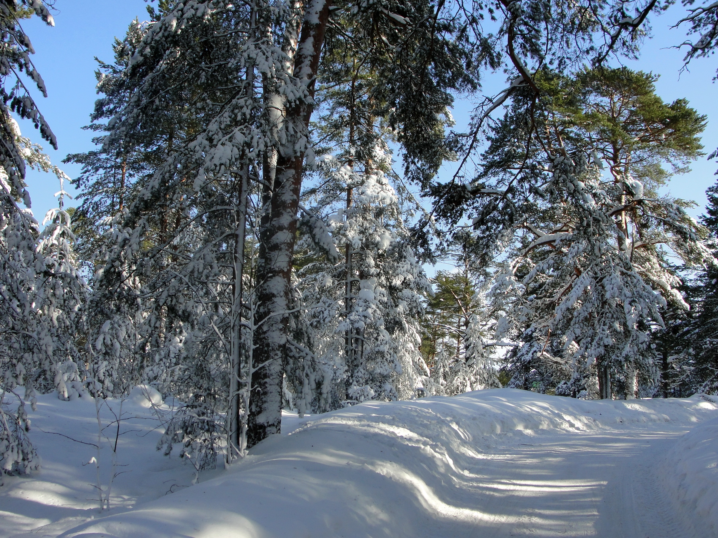 85848 скачать картинку санкт петербург, зима, природа, деревья, дорога, лес, тени - обои и заставки бесплатно