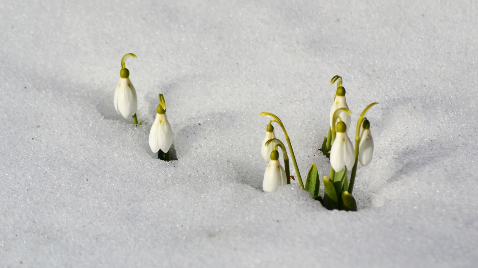 Laden Sie das Blumen, Schneeglöckchen, Erde/natur-Bild kostenlos auf Ihren PC-Desktop herunter