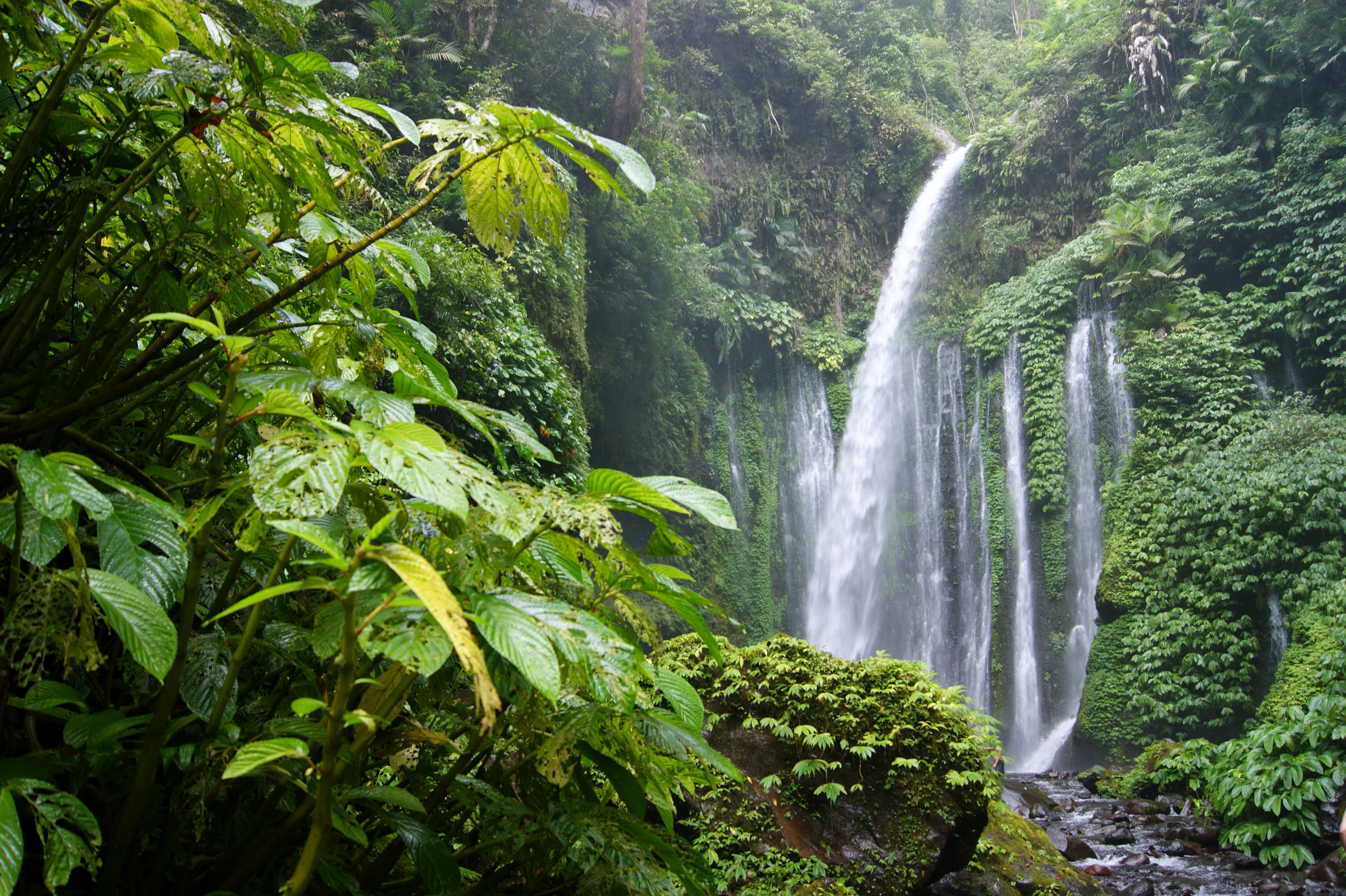Скачать картинку Водопады, Водопад, Лес, Дерево, Зеленый, Джунгли, Земля/природа, Тропический Лес в телефон бесплатно.
