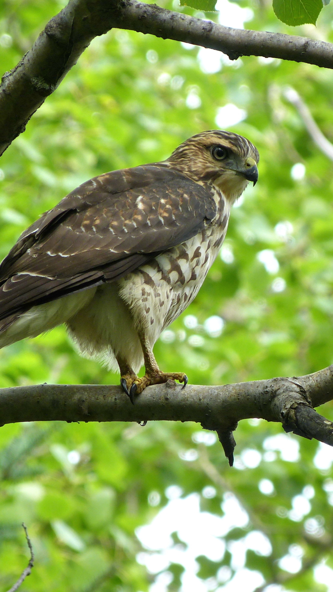 Téléchargez des papiers peints mobile Animaux, Des Oiseaux, Buse gratuitement.