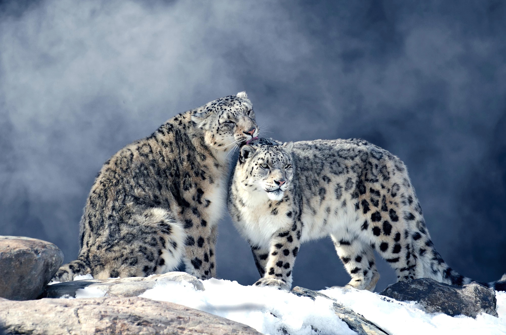Скачати мобільні шпалери Зима, Тварина, Коти, Сніговий Леопард безкоштовно.