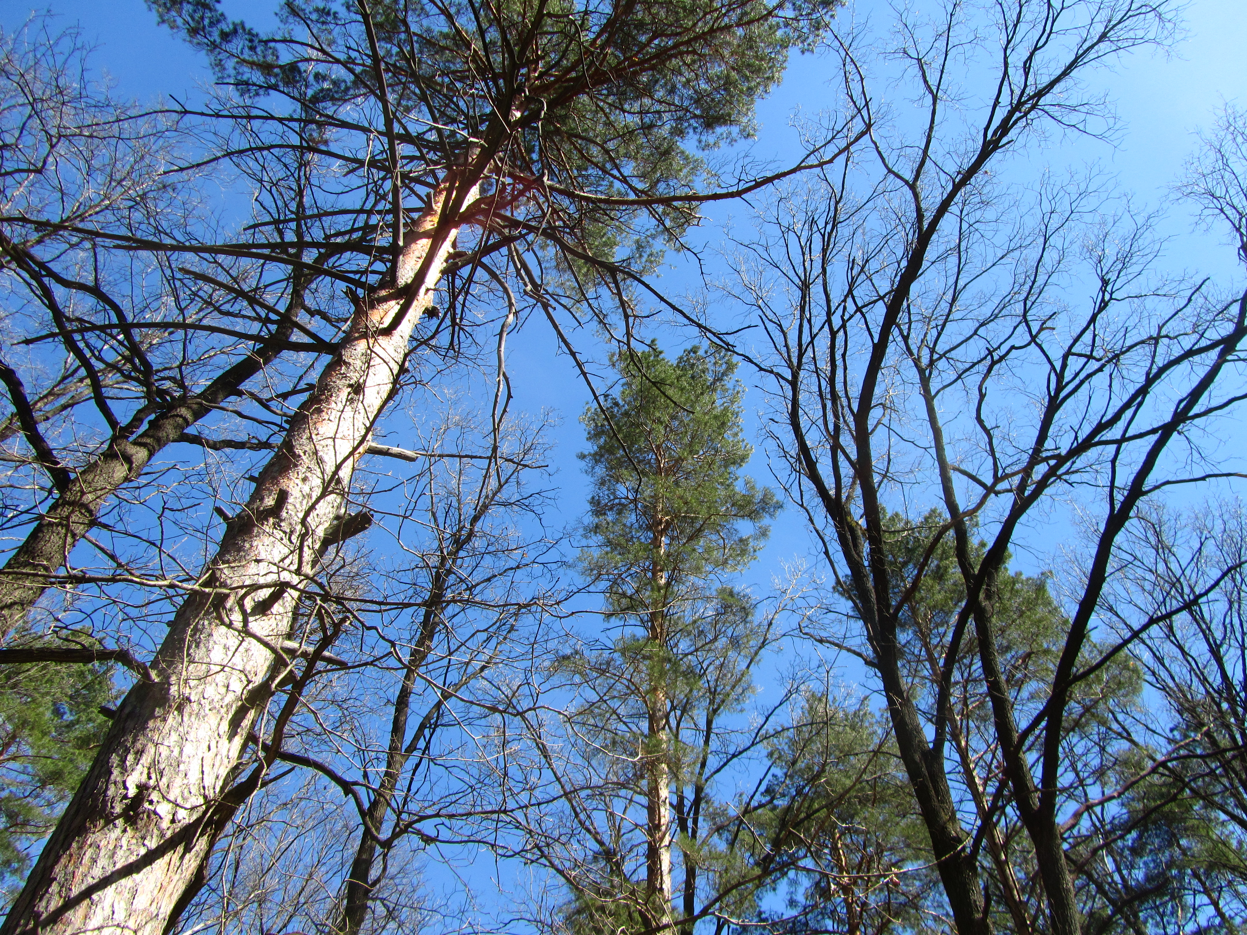 Téléchargez gratuitement l'image Arbre, Terre/nature sur le bureau de votre PC