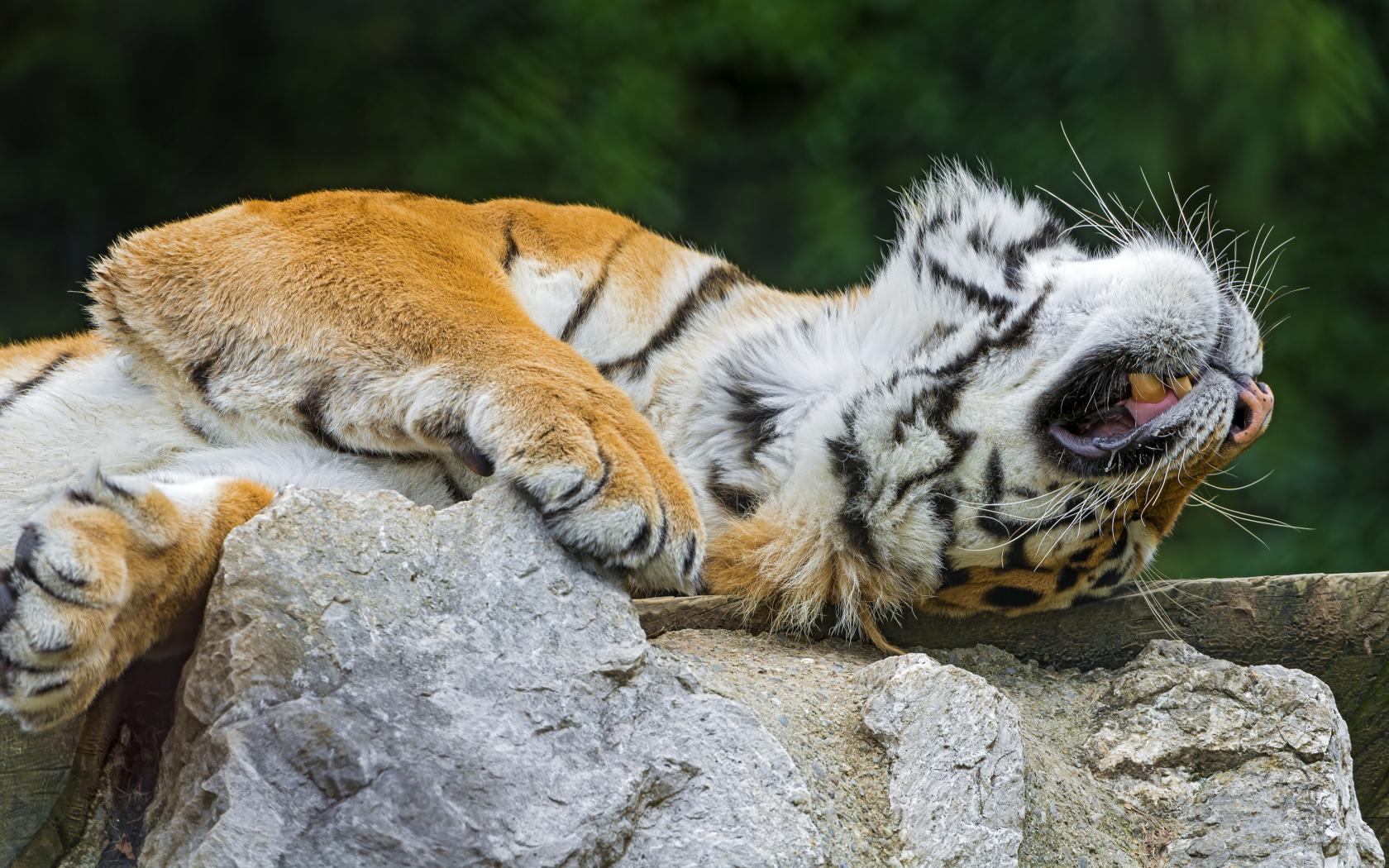 Handy-Wallpaper Katzen, Tiere, Tiger kostenlos herunterladen.