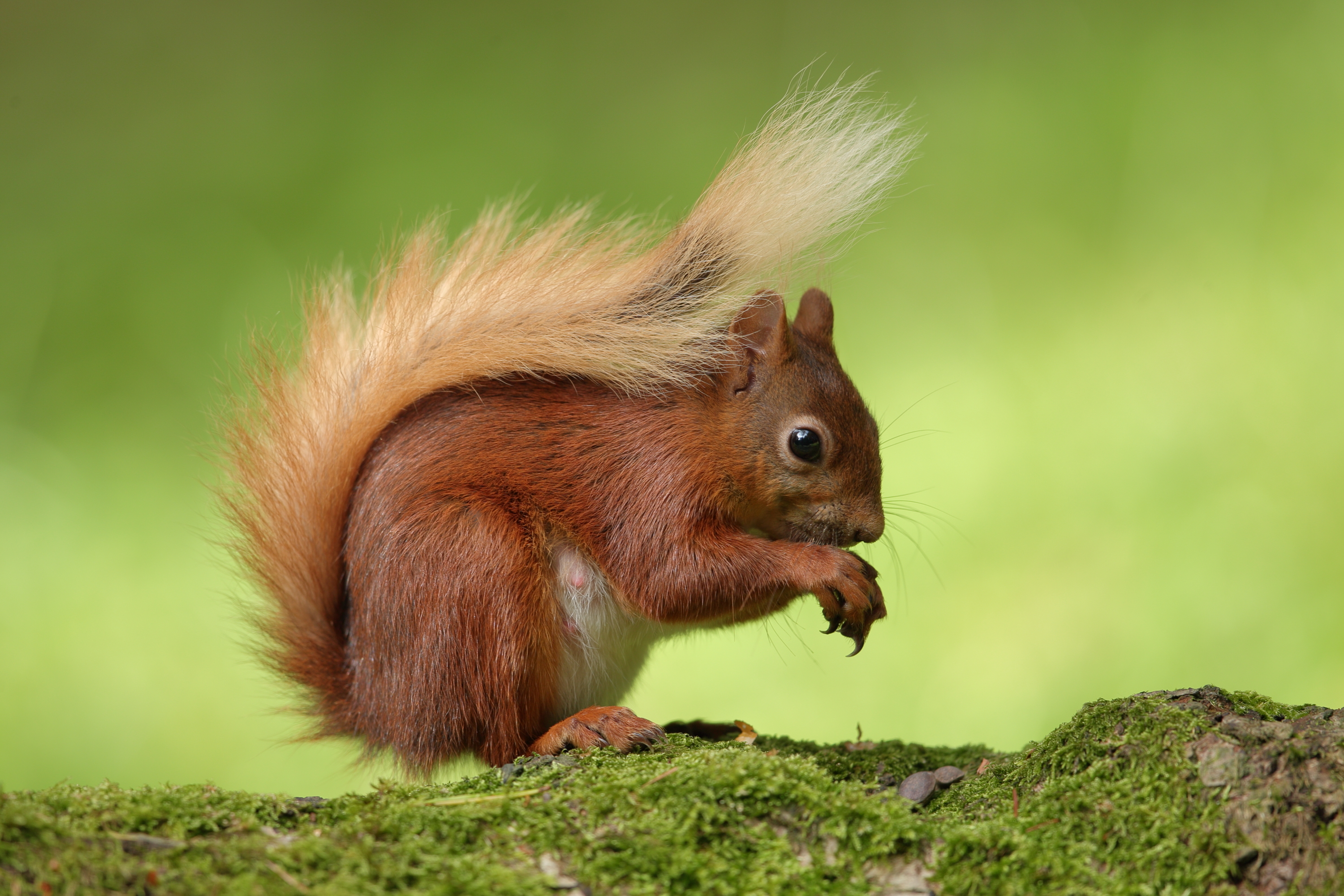 Download mobile wallpaper Squirrel, Animal, Moss, Rodent, Eating for free.