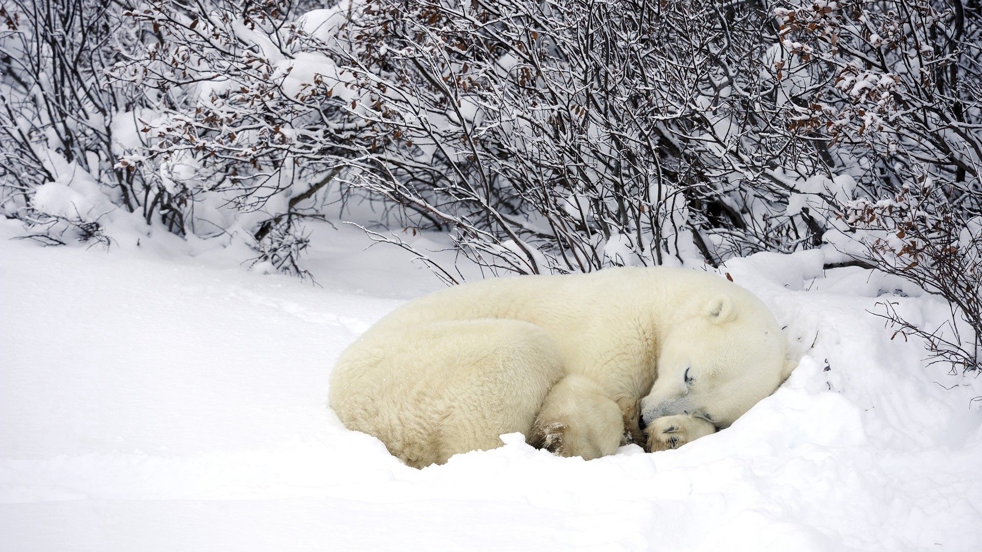 100275 скачать картинку снег, зима, животные, лес, сон, греться, белые медведь - обои и заставки бесплатно