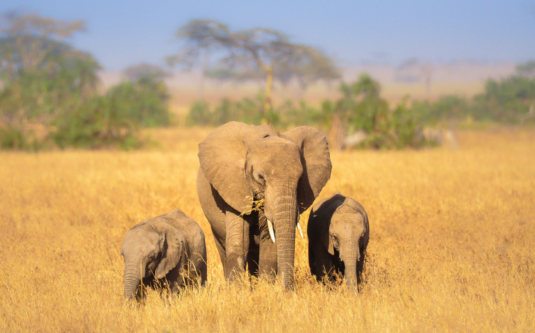 Скачать картинку Животные, Саванна, Слоны, Африканский Слон, Детеныш Животного, Глубина Резкости в телефон бесплатно.