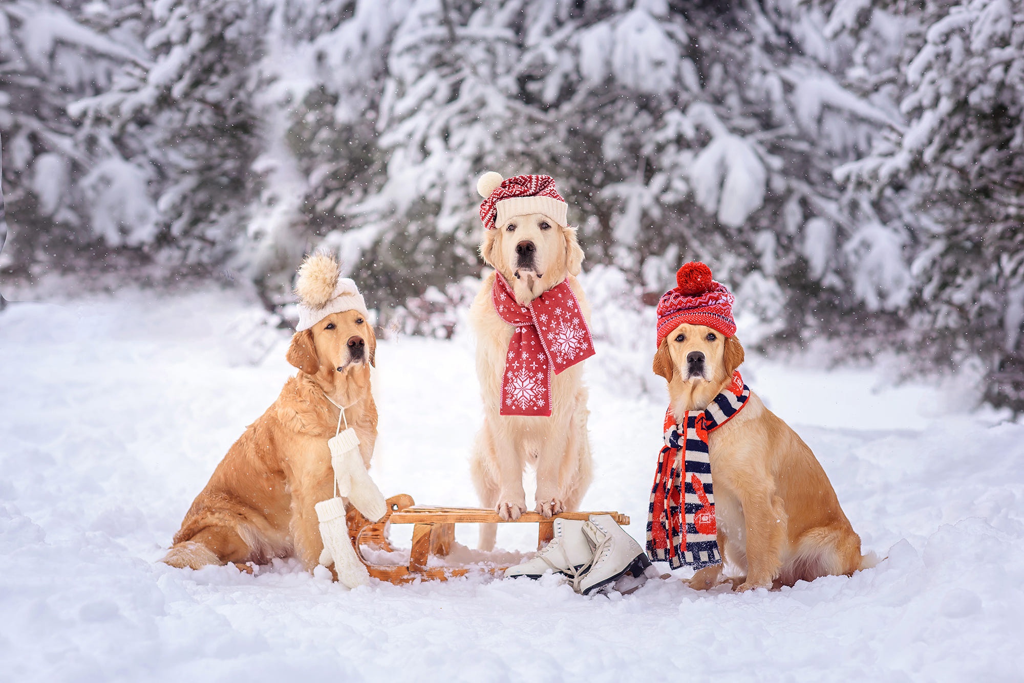 Laden Sie das Tiere, Winter, Hunde, Golden Retriever-Bild kostenlos auf Ihren PC-Desktop herunter