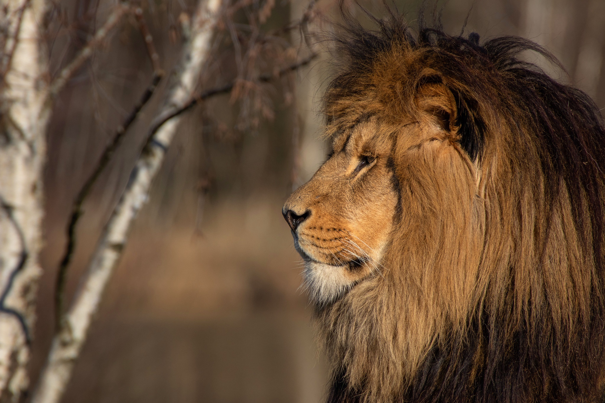 Téléchargez gratuitement l'image Animaux, Chats, Lion sur le bureau de votre PC