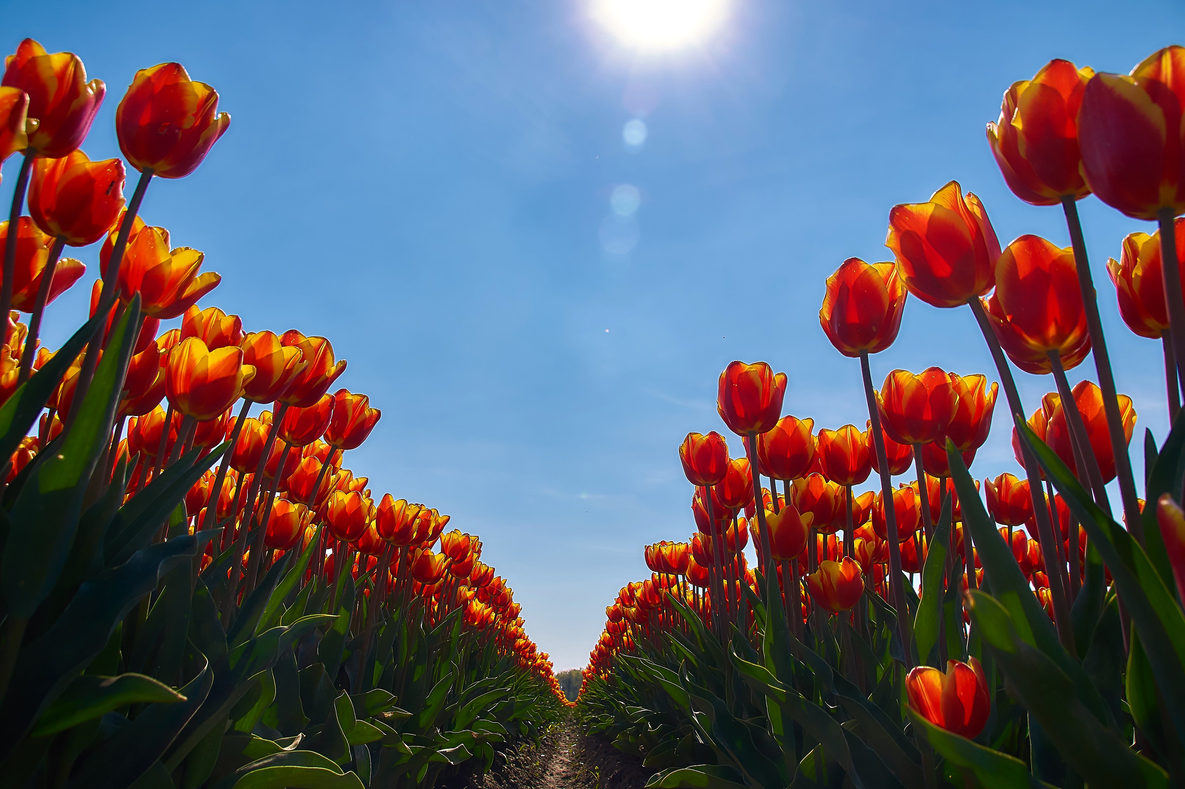 Descarga gratuita de fondo de pantalla para móvil de Flores, Flor, Tulipán, Tierra/naturaleza, Flor Naranja.