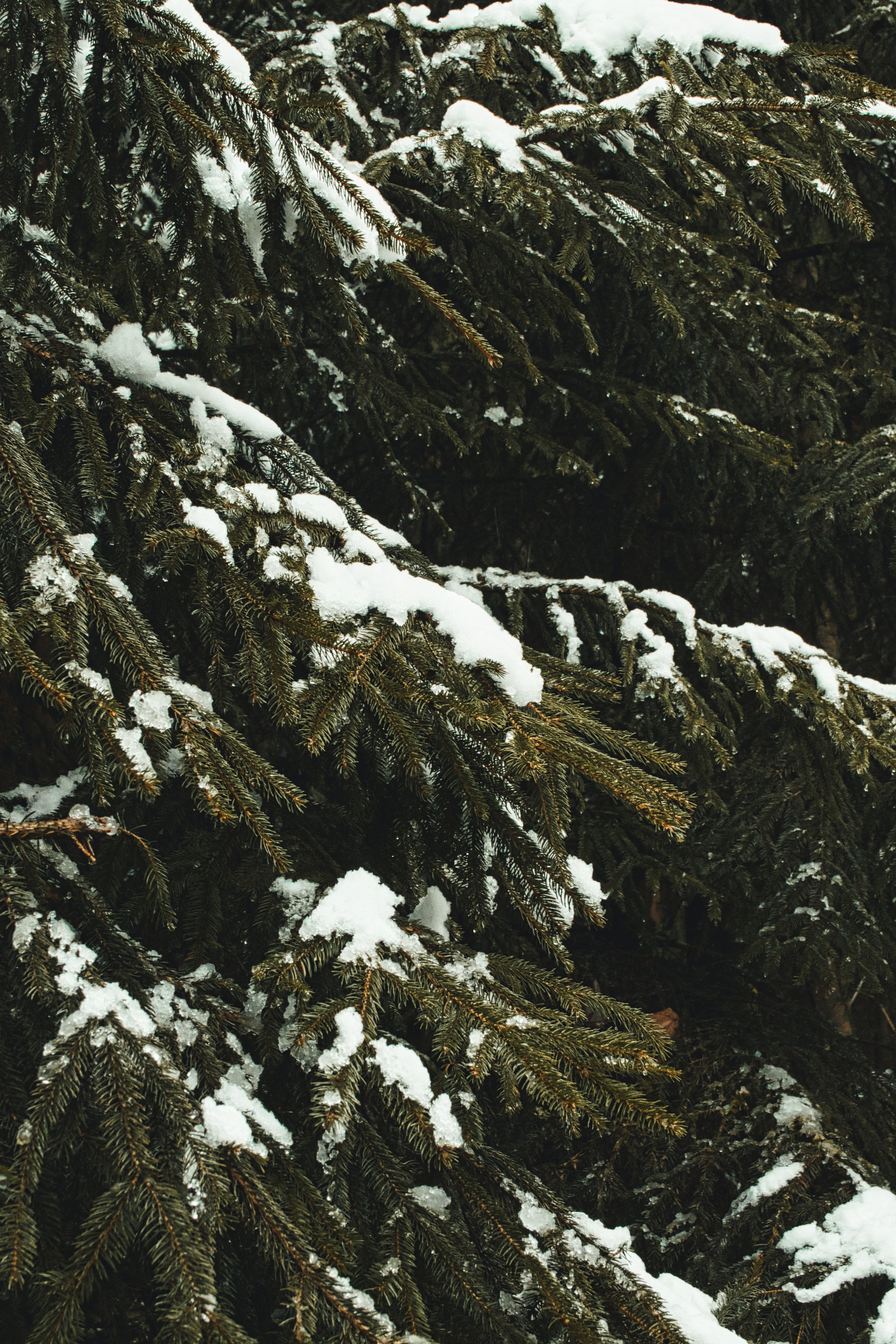 Скачать обои бесплатно Природа, Ель, Деревья, Ветки, Снег, Зима картинка на рабочий стол ПК