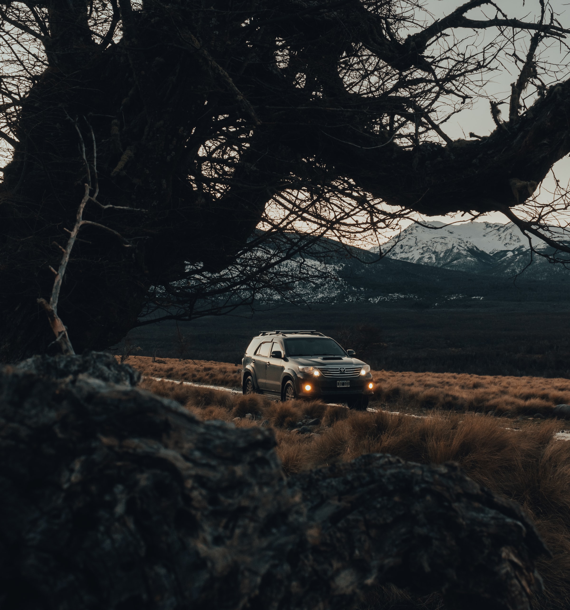 toyota, car, branches, side view, cars, road, suv