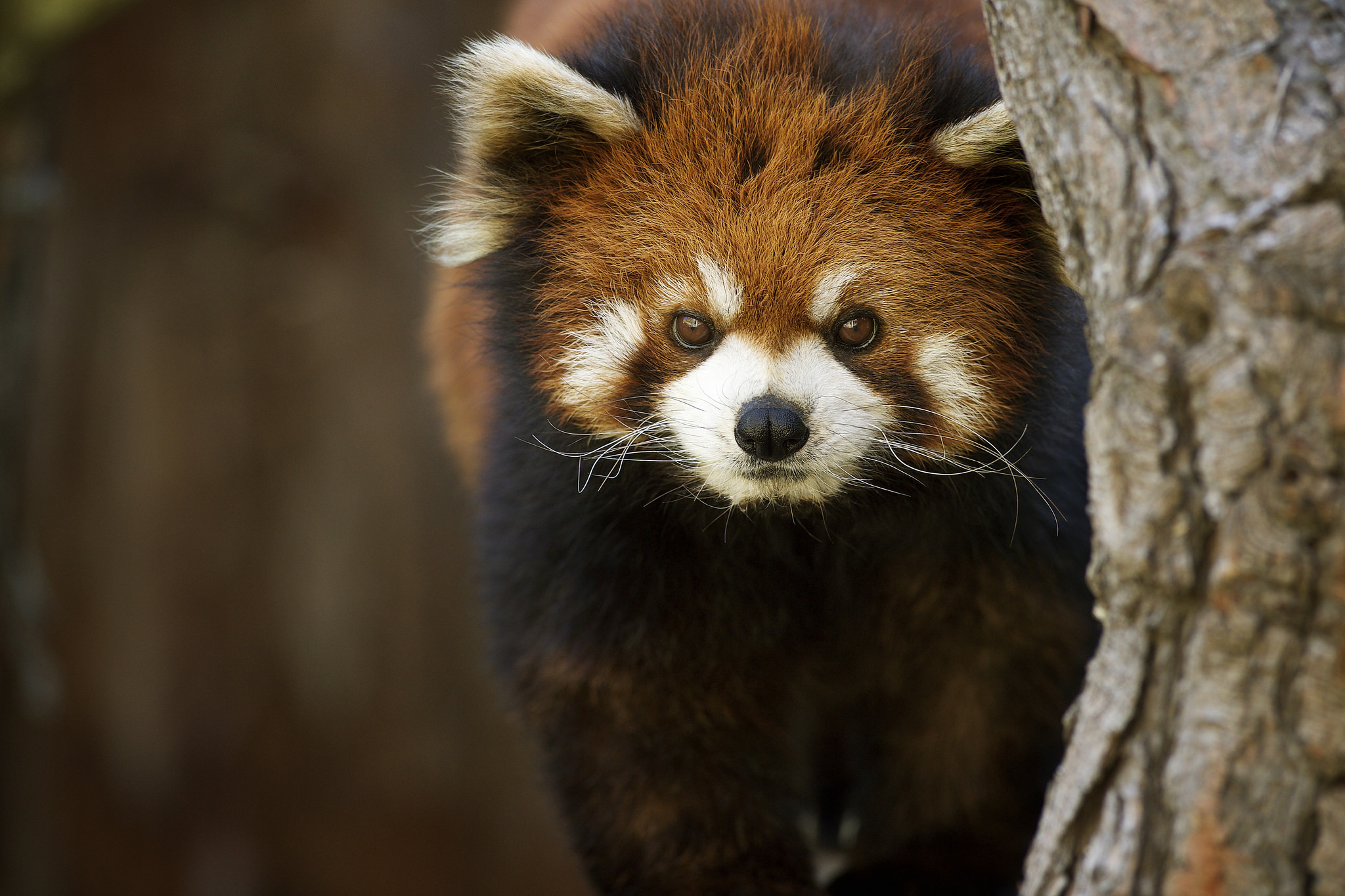 Download mobile wallpaper Animal, Red Panda, Stare for free.