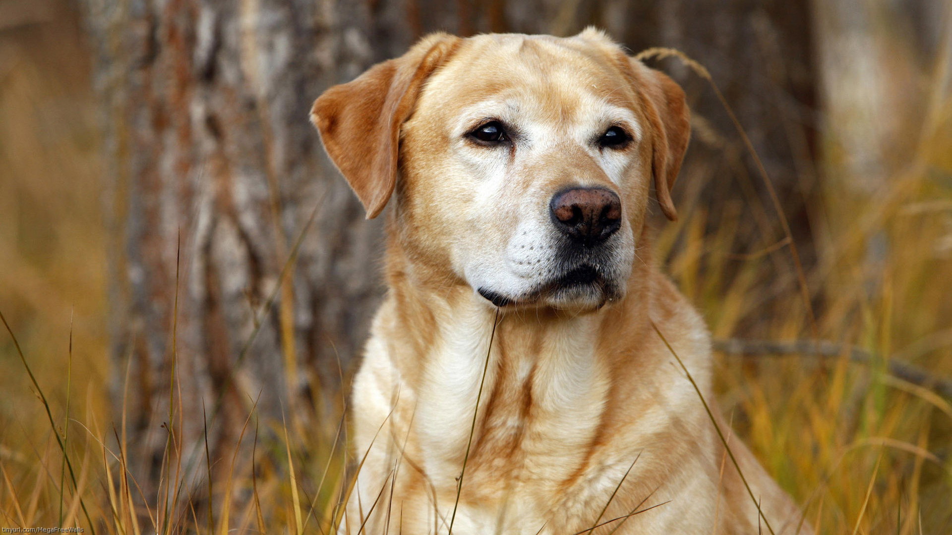 Handy-Wallpaper Tiere, Hund, Labrador Retriever kostenlos herunterladen.