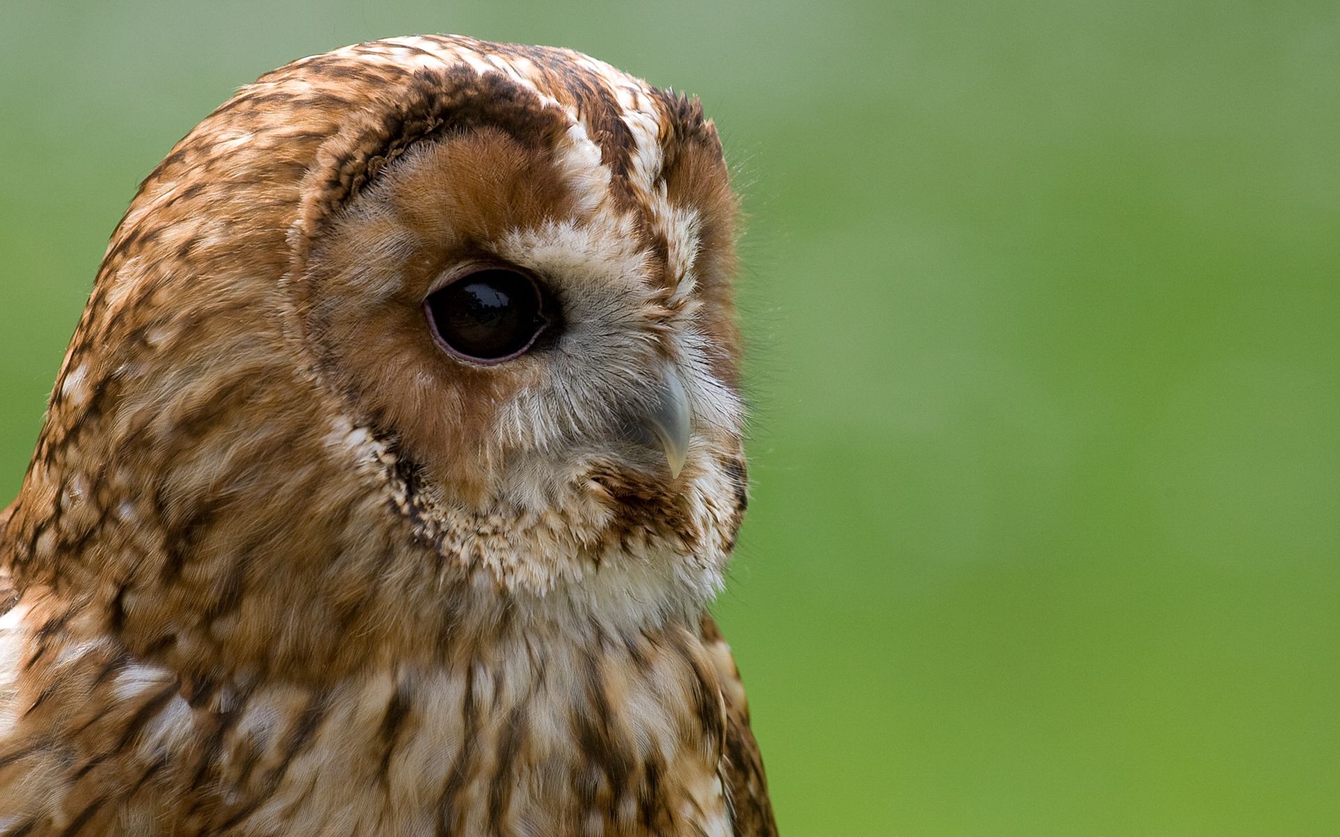 animals, owl, beak, muzzle, big eyes