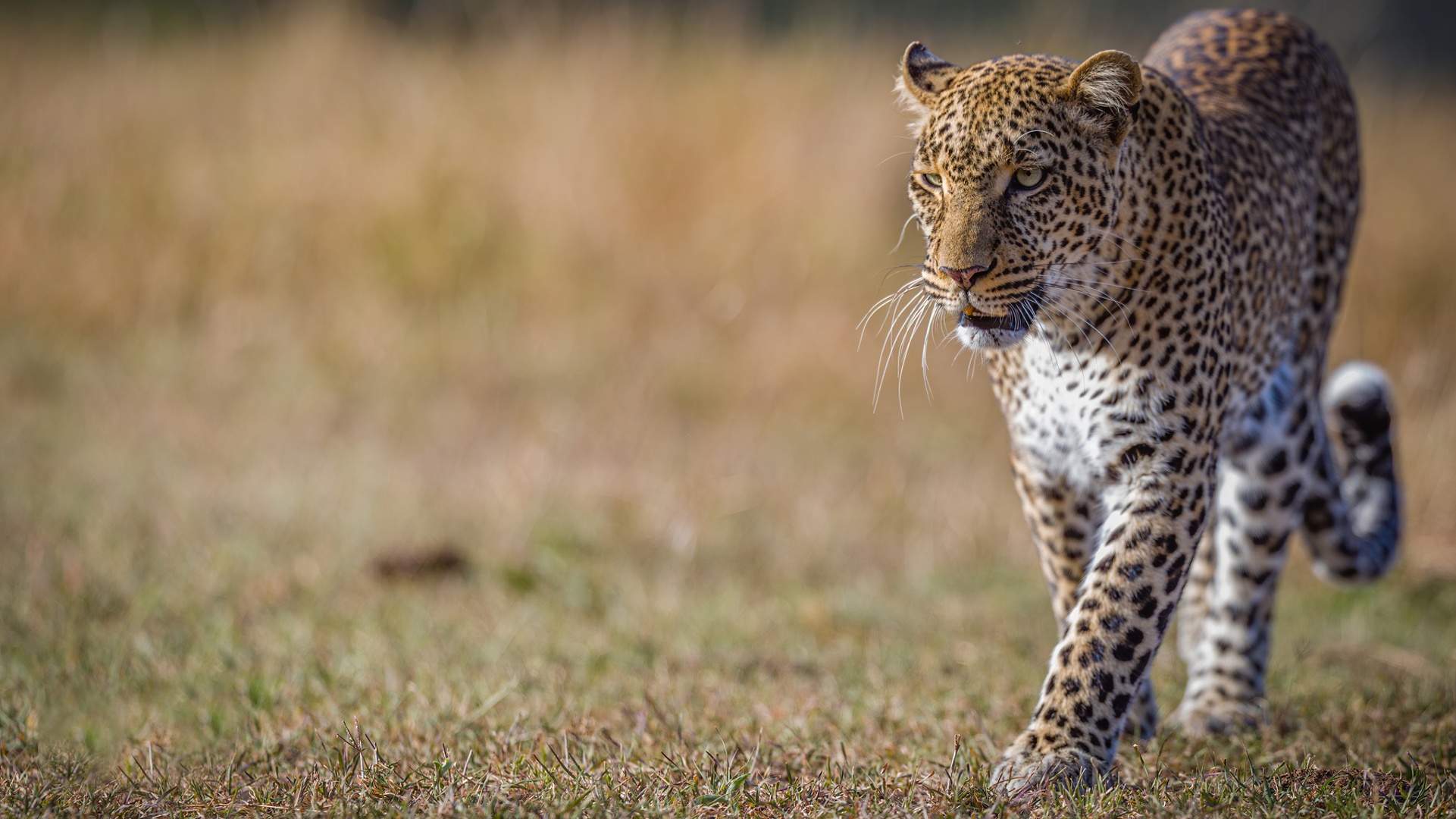 Baixar papel de parede para celular de Animais, Gatos, Leopardo gratuito.