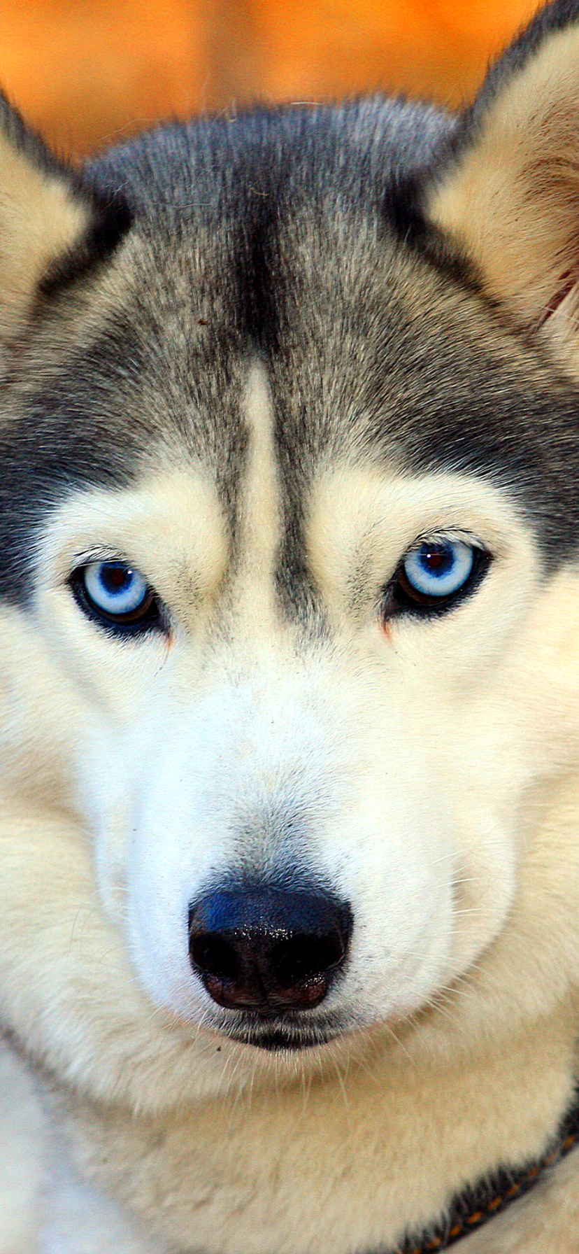Handy-Wallpaper Tiere, Hunde, Hund, Sibirischer Husky kostenlos herunterladen.