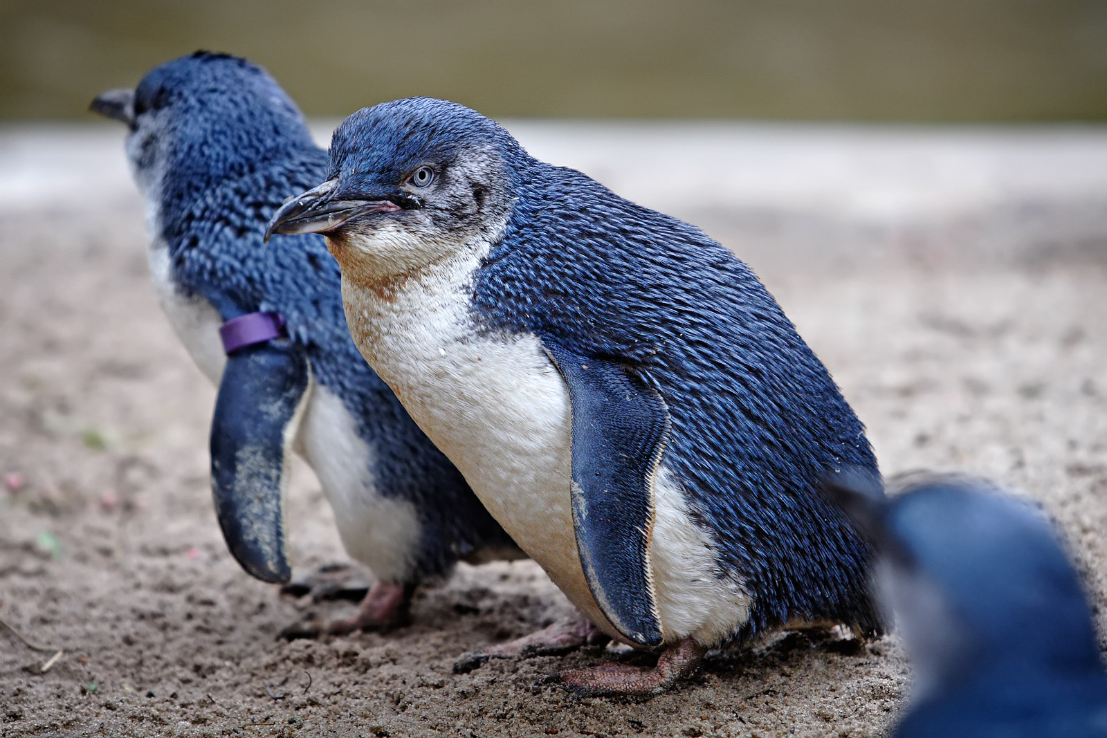 Handy-Wallpaper Feenhafter Pinguin, Pinguin, Vögel, Tiere kostenlos herunterladen.