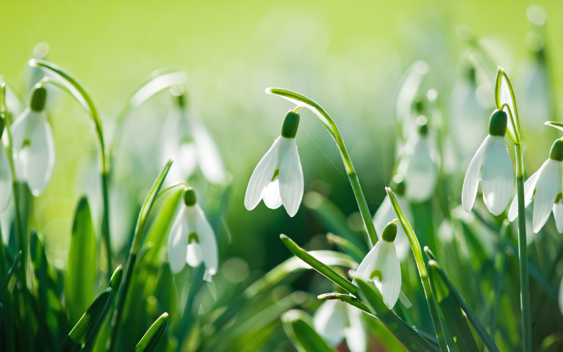 Download mobile wallpaper Snowdrop, Flowers, Earth for free.