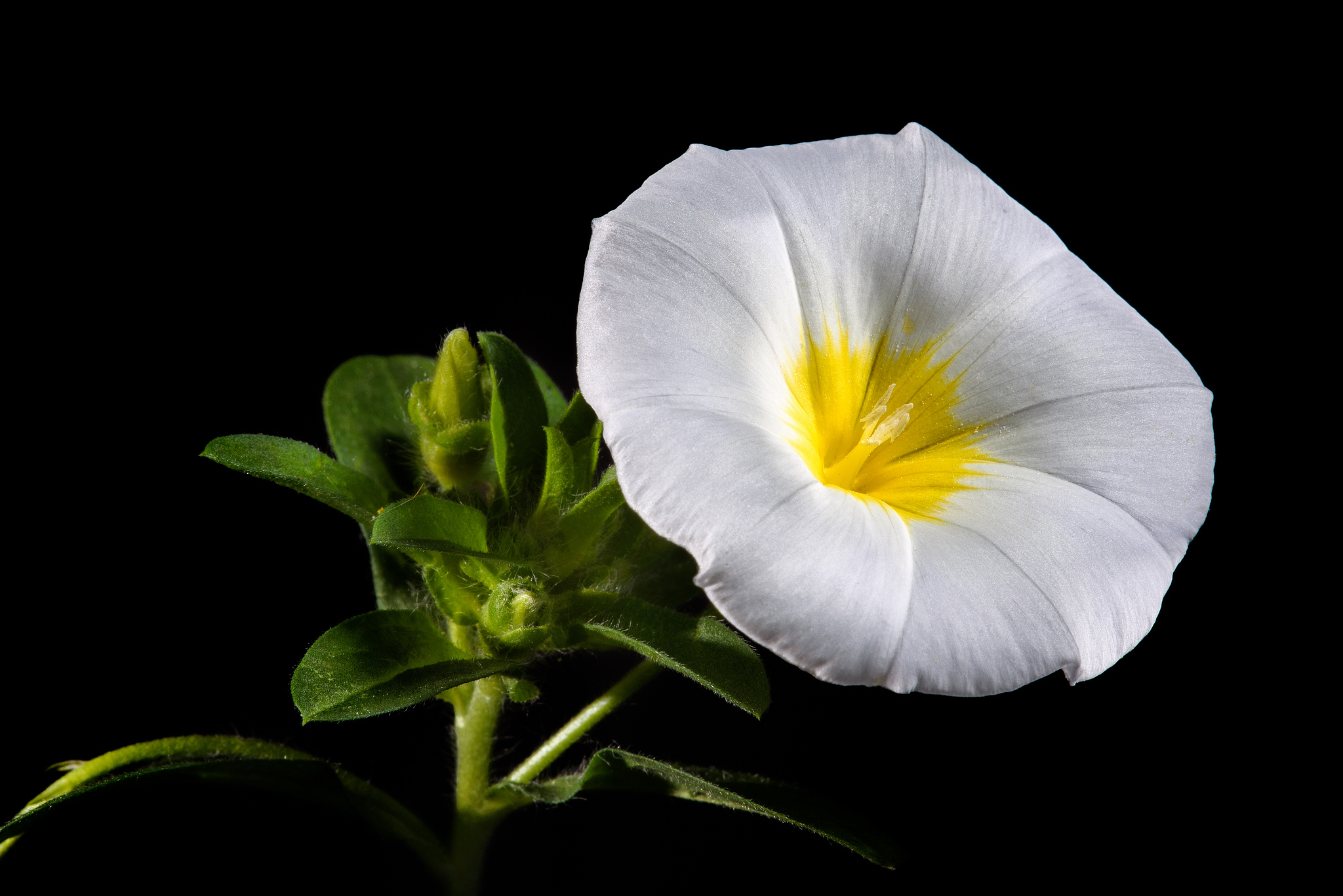 368056 скачать картинку белый цветок, флауэрсы, земля/природа, утренняя слава, цветок, природа - обои и заставки бесплатно