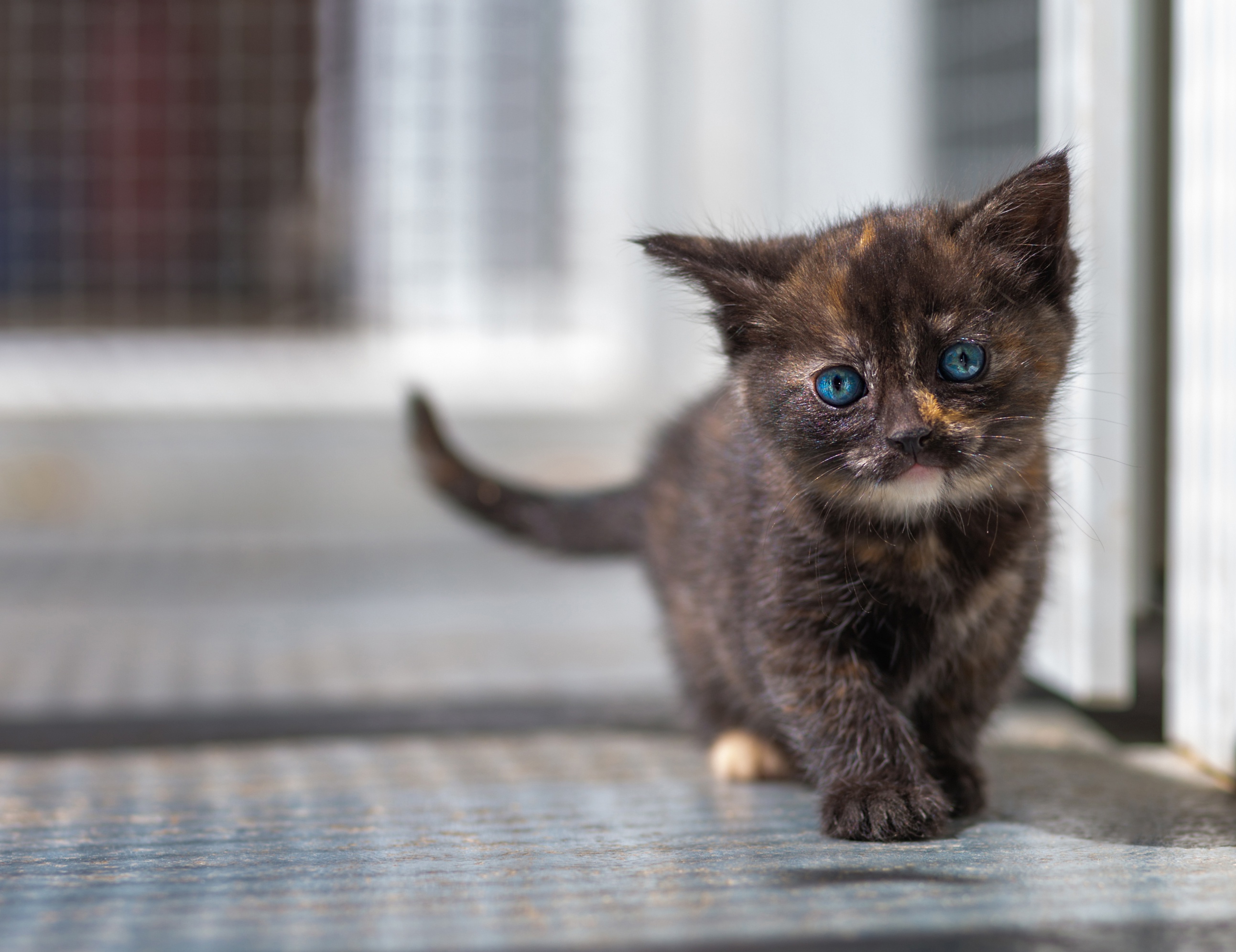 Descarga gratis la imagen Animales, Gatos, Gato, Gatito, Bebe Animal en el escritorio de tu PC