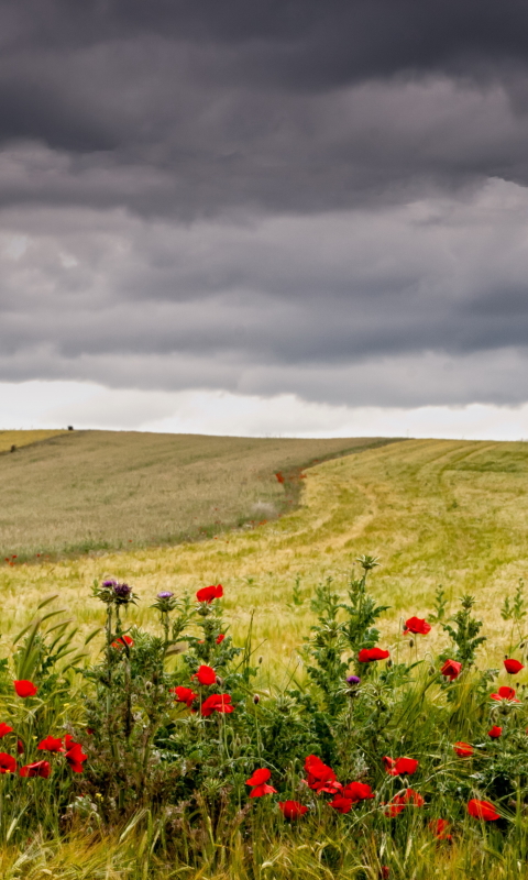 Download mobile wallpaper Landscape, Nature, Summer, Earth, Field, Cloud, Poppy, Red Flower for free.