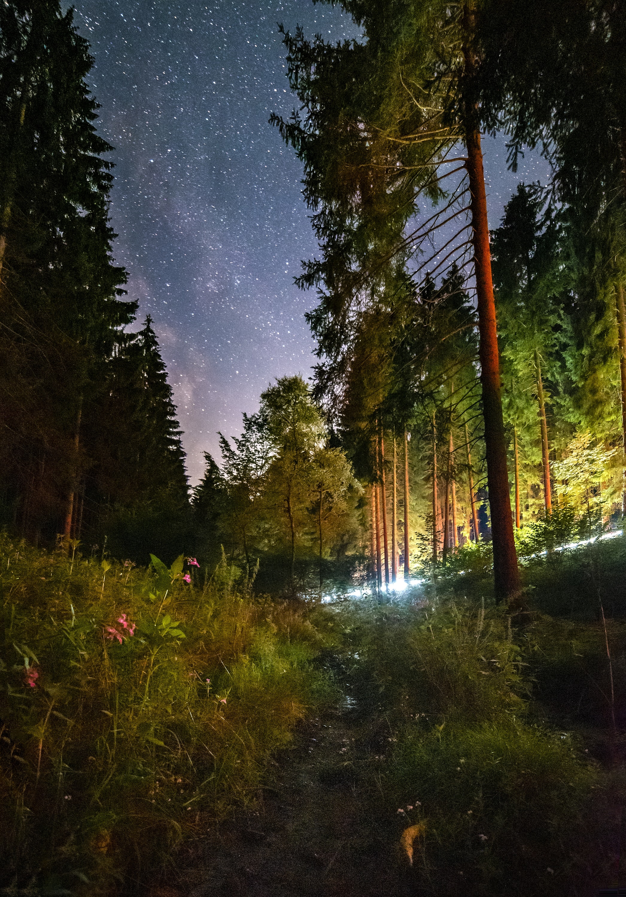 Download mobile wallpaper Forest, Trees, Starry Sky, Nature, Night, Flowers for free.