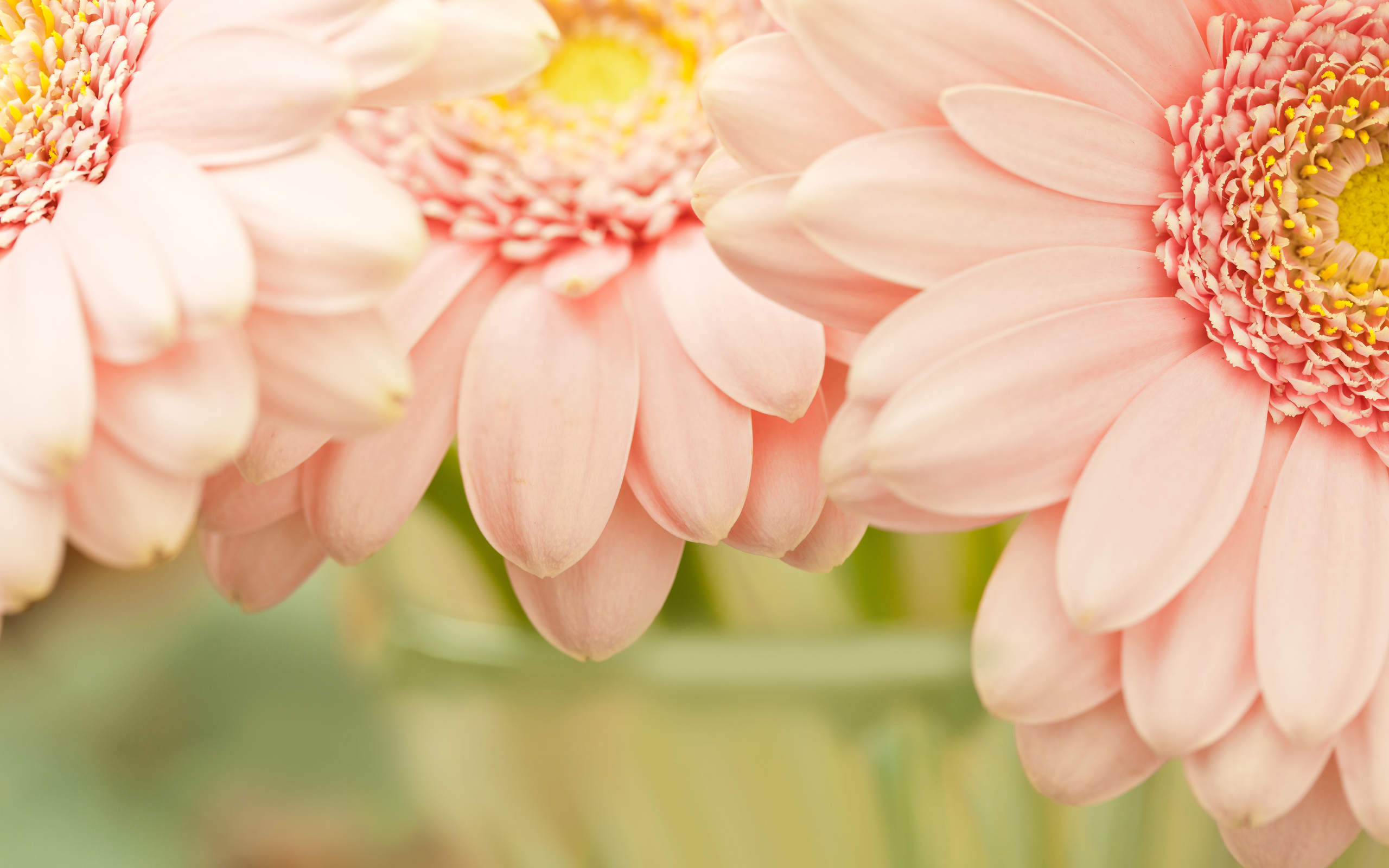 231035 Bildschirmschoner und Hintergrundbilder Blumen auf Ihrem Telefon. Laden Sie  Bilder kostenlos herunter