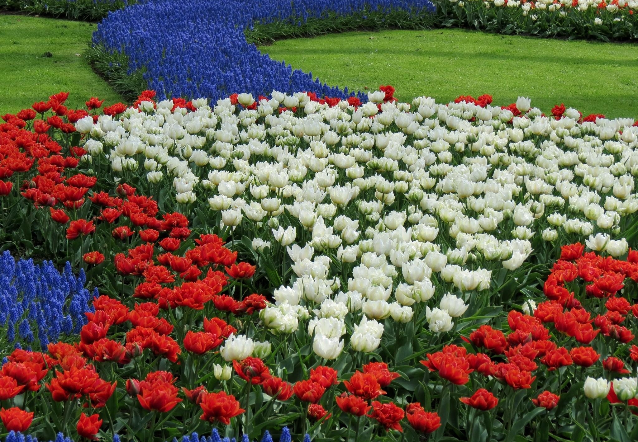 flowers, tulips, white, red, pattern, flower bed, flowerbed, muscari, muskari