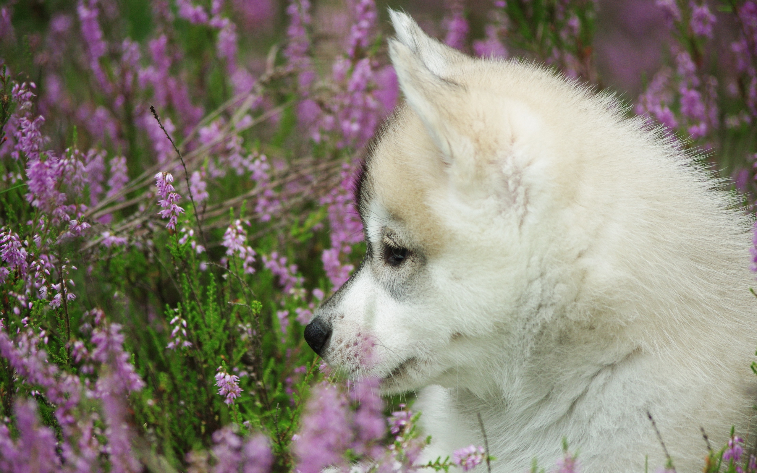 PCデスクトップに犬, 動物画像を無料でダウンロード