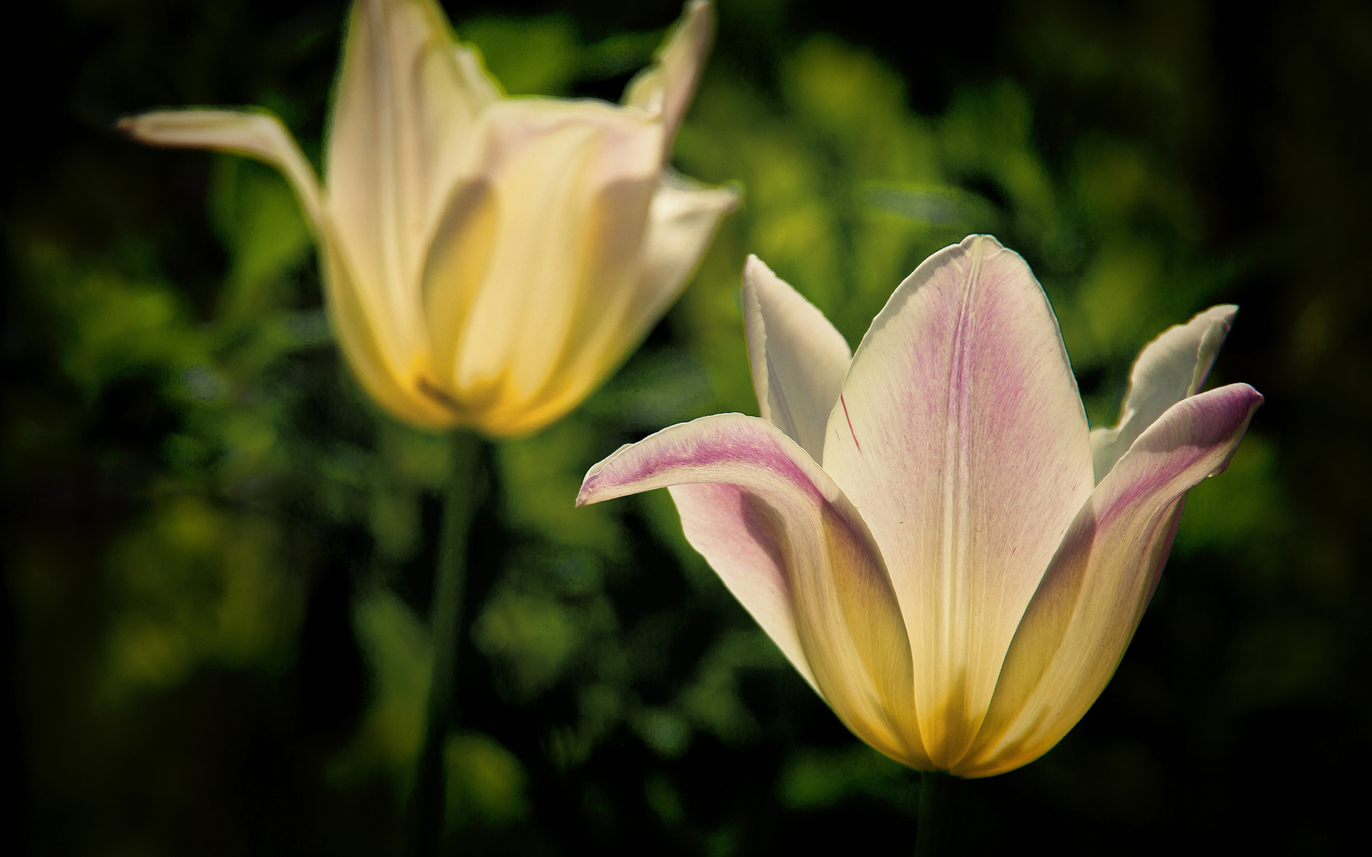 Descarga gratuita de fondo de pantalla para móvil de Tulipán, Flores, Flor, Tierra/naturaleza.
