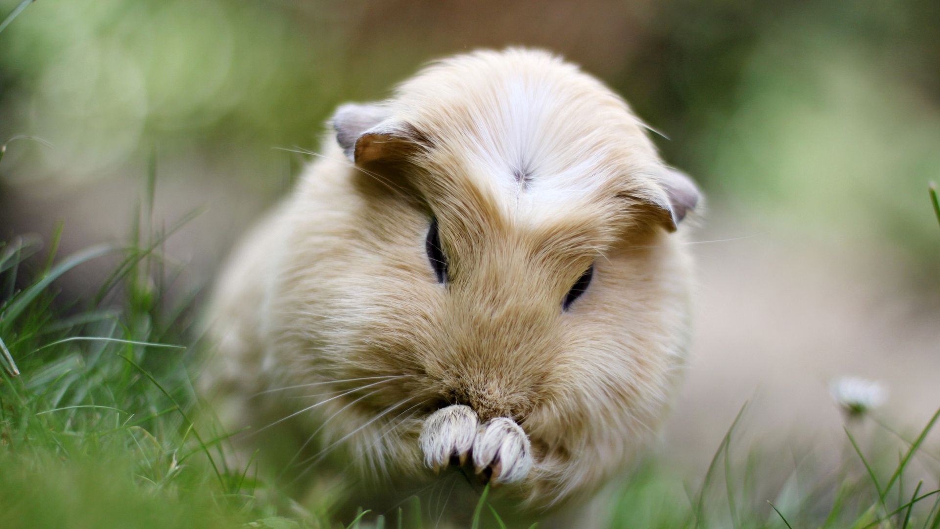 Download mobile wallpaper Fluffy, Animals, Beautiful, Grass, Sit, Guinea Pig for free.
