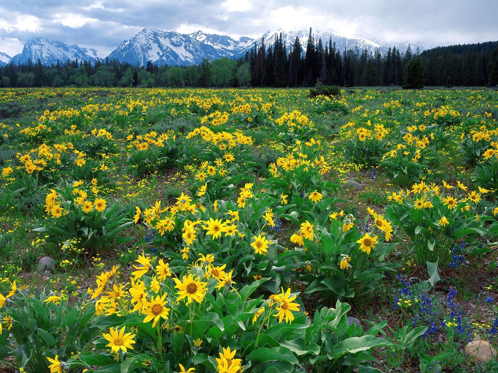Laden Sie das Natur, Mountains, Blumen, Feld-Bild kostenlos auf Ihren PC-Desktop herunter