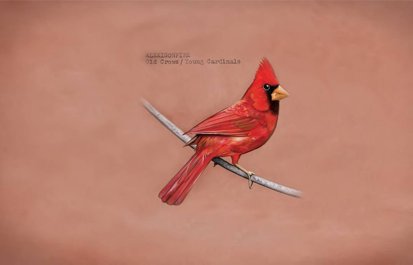 1519409 descargar fondo de pantalla animales, cardenal, pájaro: protectores de pantalla e imágenes gratis