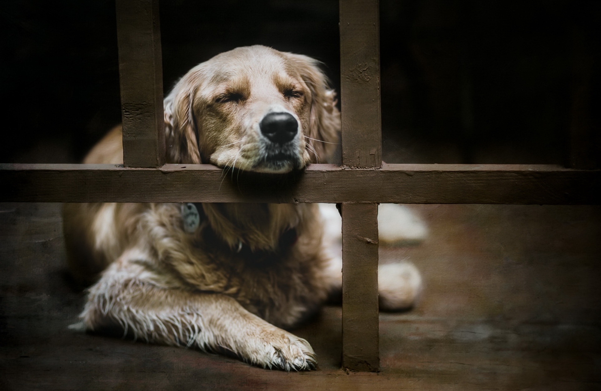 Descarga gratuita de fondo de pantalla para móvil de Animales, Perros, Perro, Perro Perdiguero De Oro.