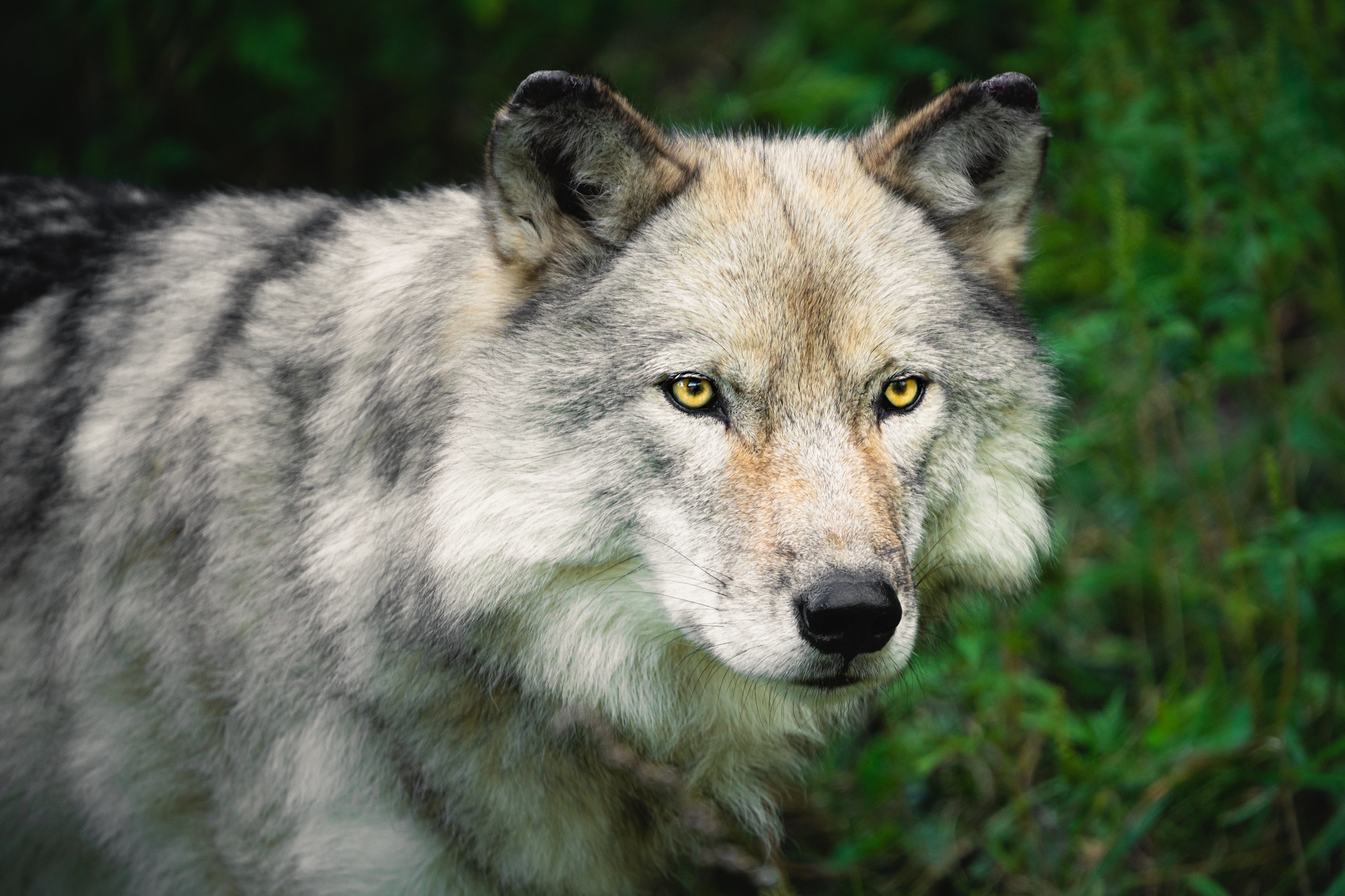 Baixar papel de parede para celular de Animais, Lobos, Lobo gratuito.