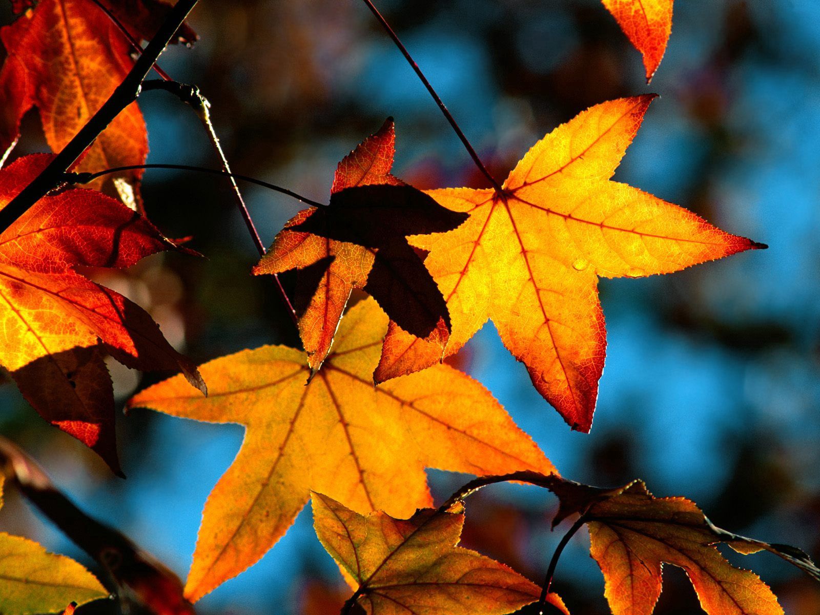 Скачать обои бесплатно Природа, Свет, Тень, Листья, Осень картинка на рабочий стол ПК