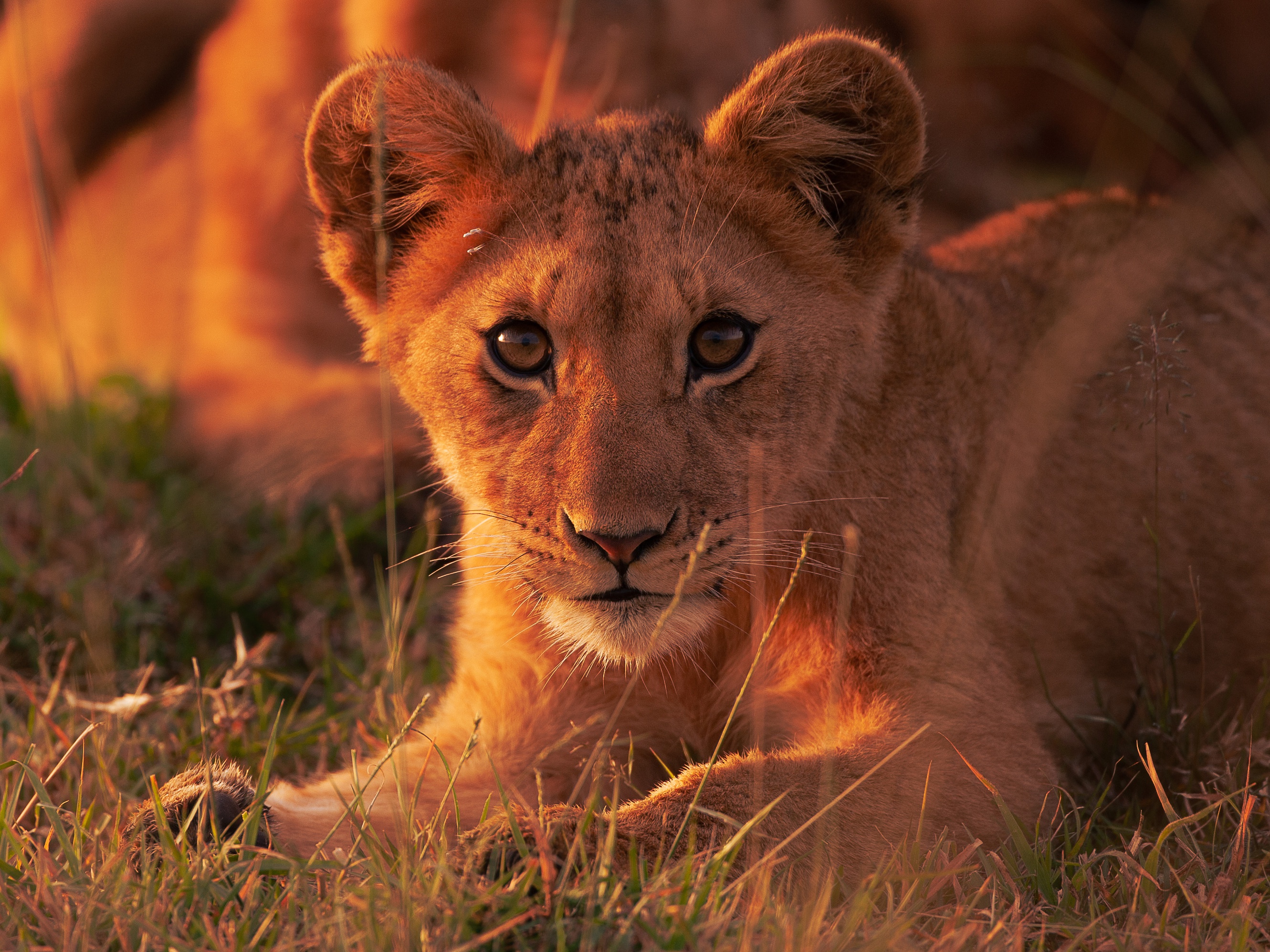 Téléchargez gratuitement l'image Animaux, Chats, Lion, Lionceau, Bébé Animal sur le bureau de votre PC