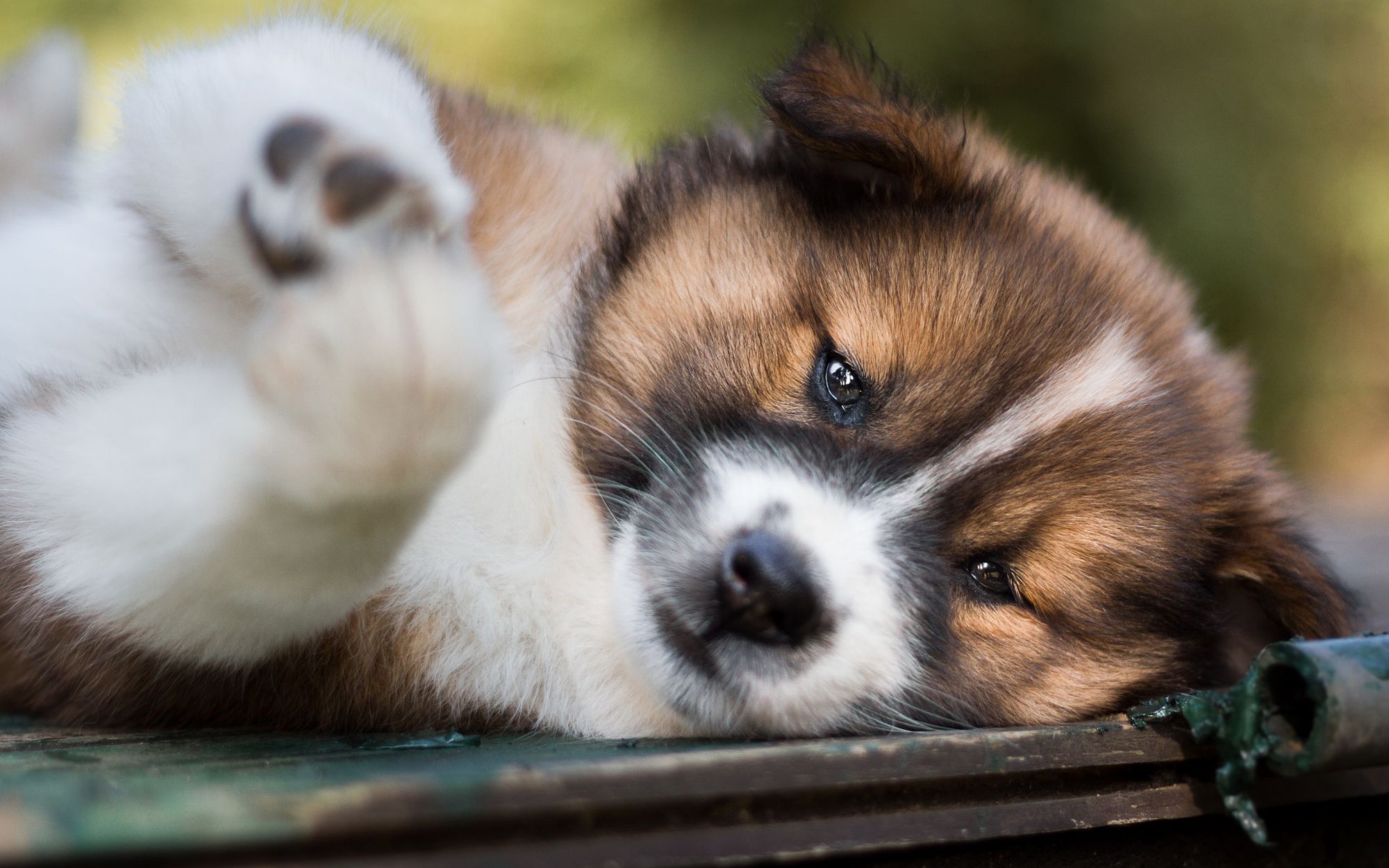 Laden Sie das Tiere, Hunde, Hund, Welpen, Tierbaby-Bild kostenlos auf Ihren PC-Desktop herunter