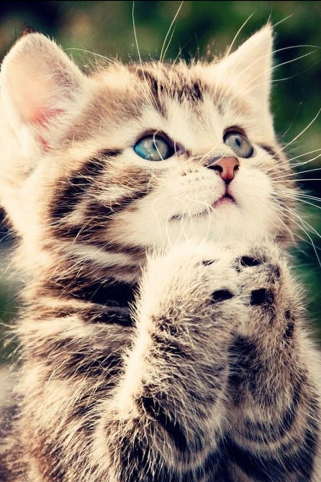 Download mobile wallpaper Cats, Cat, Animal for free.