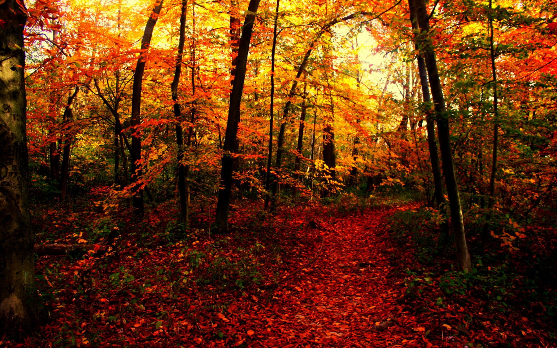 PCデスクトップに木, 秋, 葉, 道, 森, 地球画像を無料でダウンロード