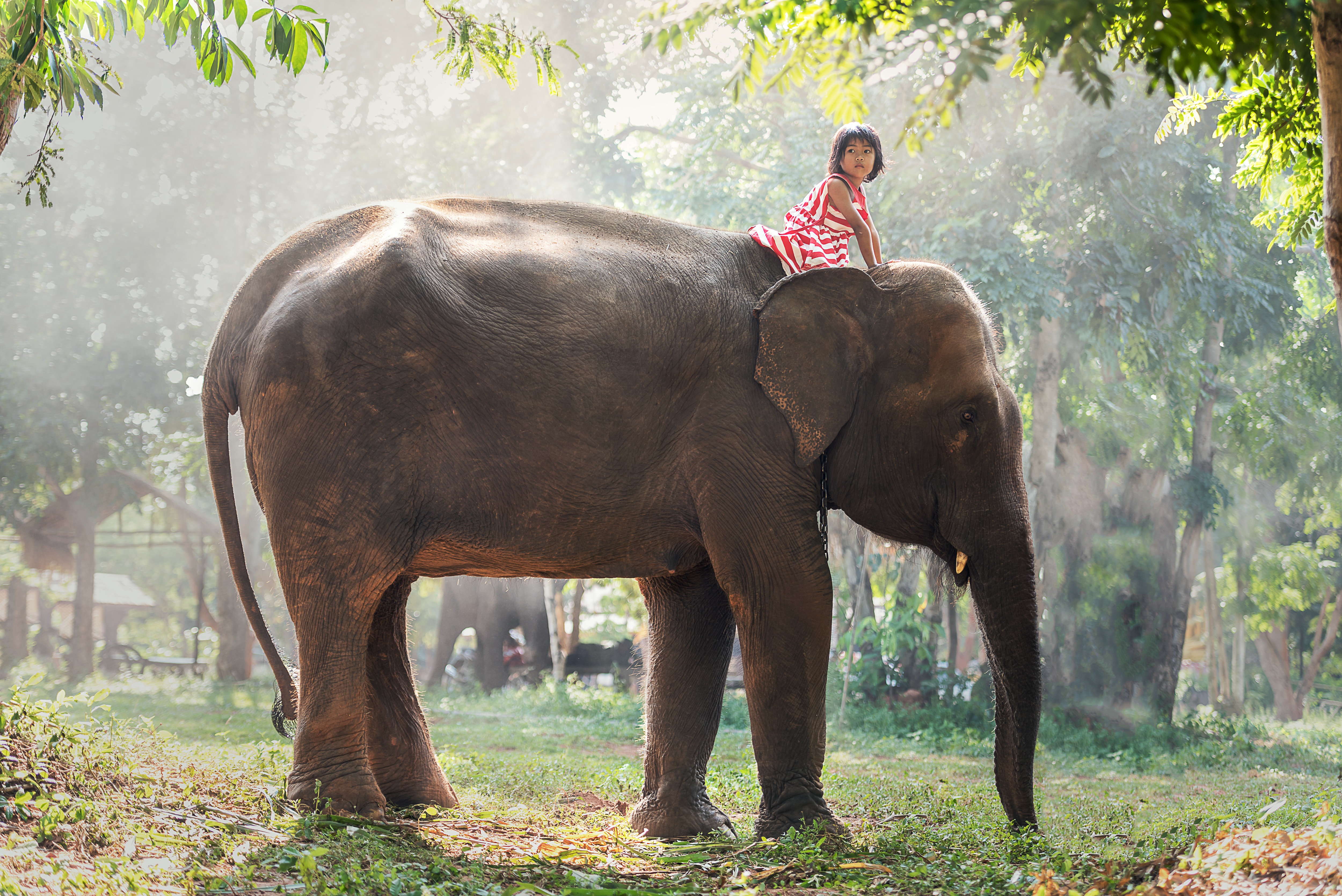 Free download wallpaper Child, Elephant, Photography, Asian, Little Girl on your PC desktop