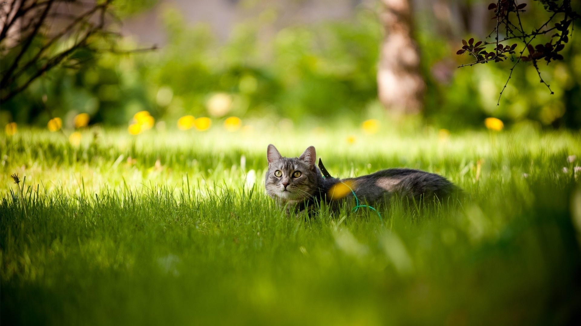 Handy-Wallpaper Tiere, Katze kostenlos herunterladen.