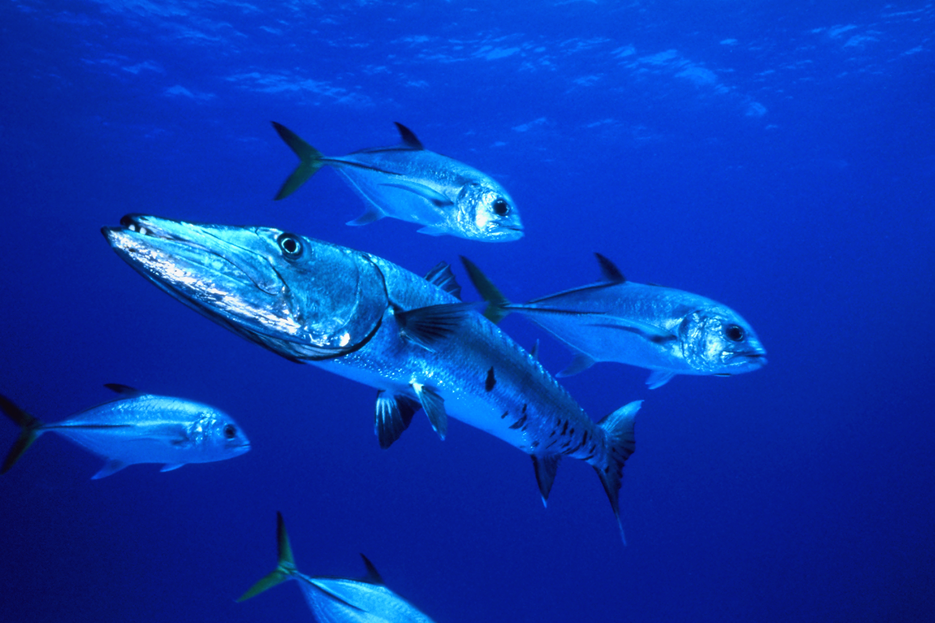 Download mobile wallpaper Animal, Barracuda for free.