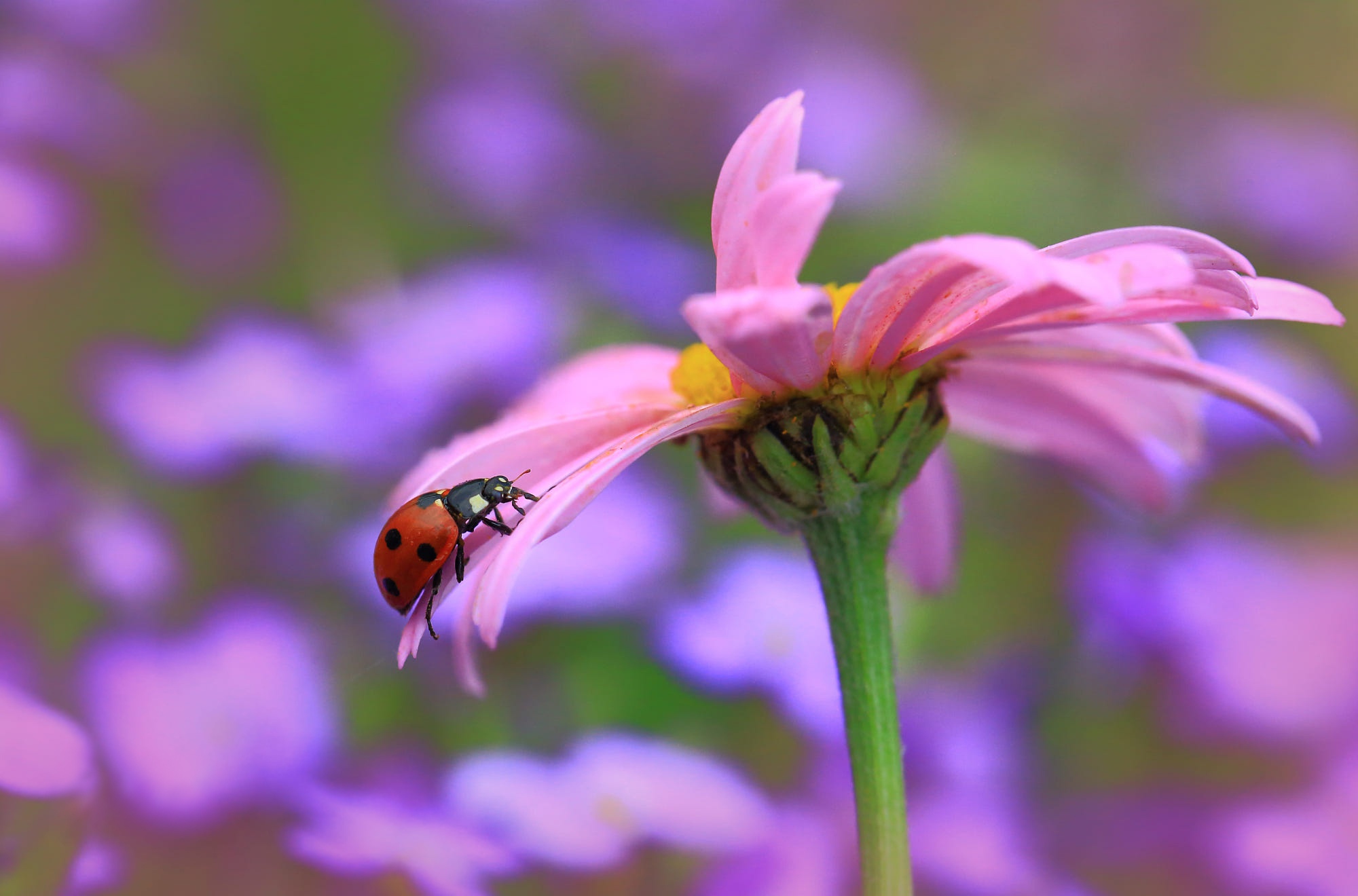 Descarga gratuita de fondo de pantalla para móvil de Animales, Flor Rosa, Mariquita, Macrofotografía.