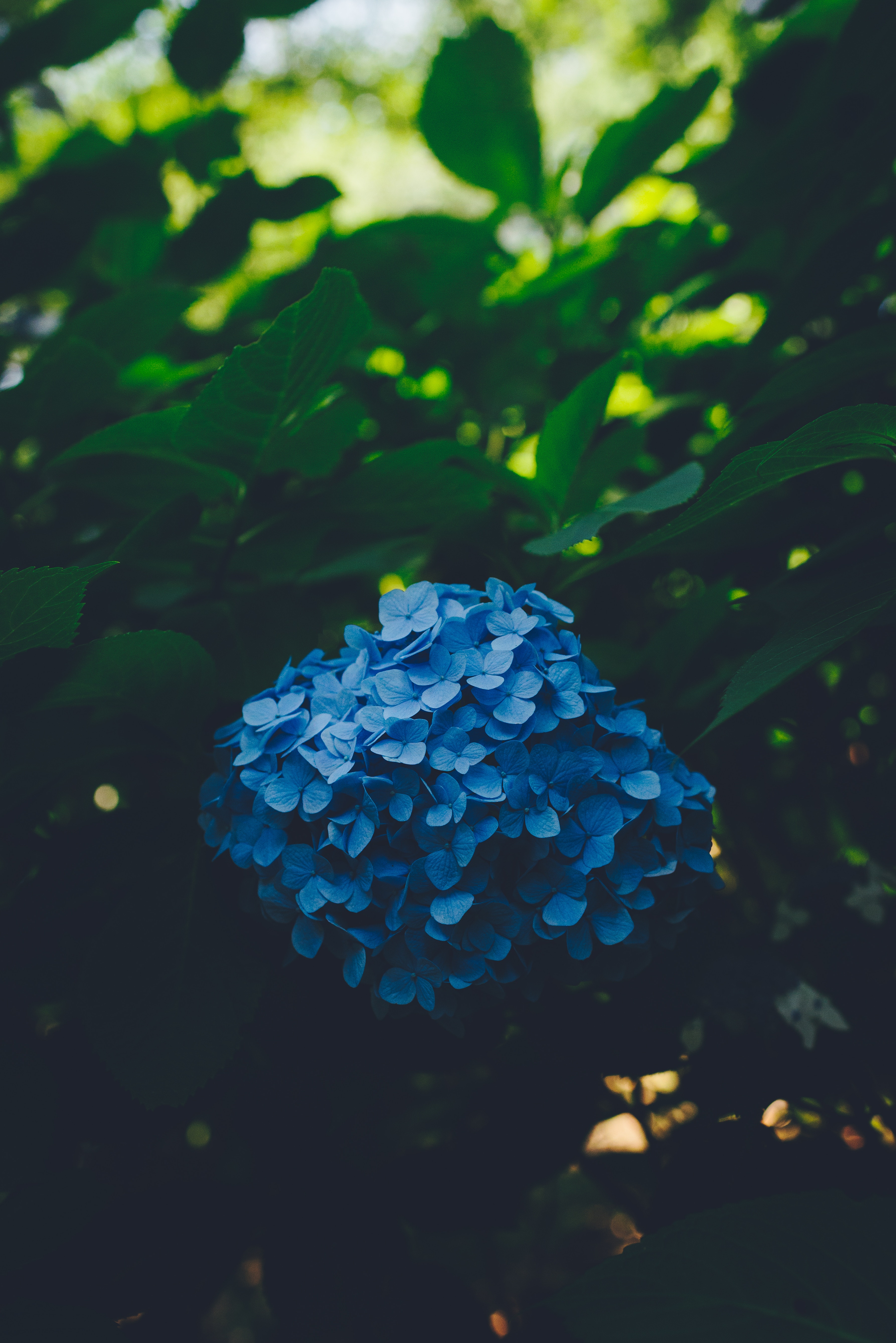 hydrangea, leaves, flowers, blue, smooth, blur, bush, inflorescences, inflorescence HD wallpaper